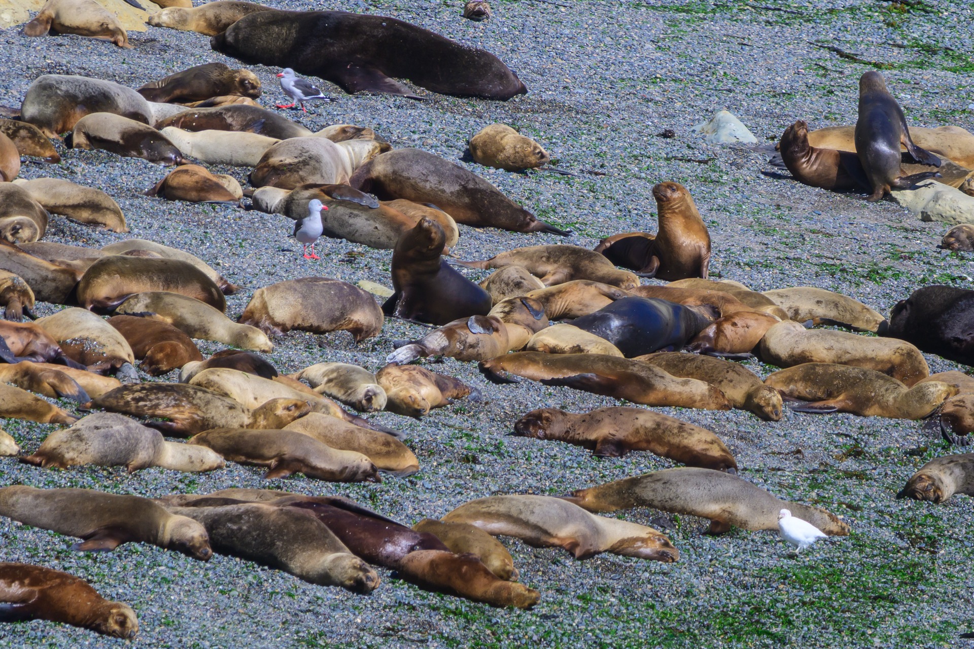 South American Sea Lion (Otaria favescens)