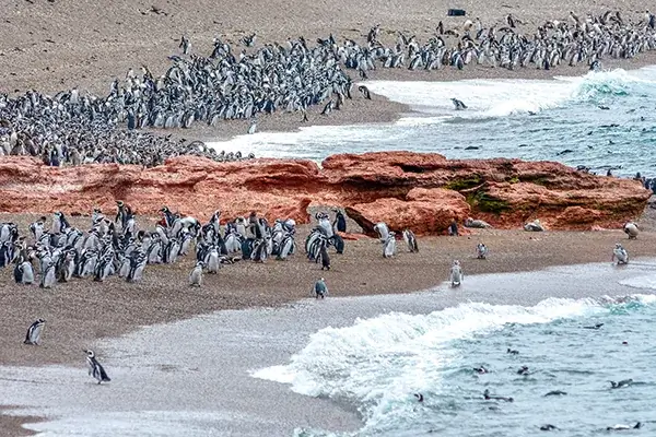 Punta Tombo Penguins