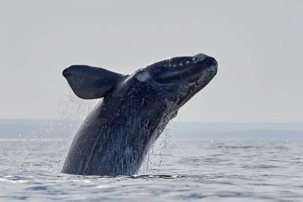 Whale Watching from Shore