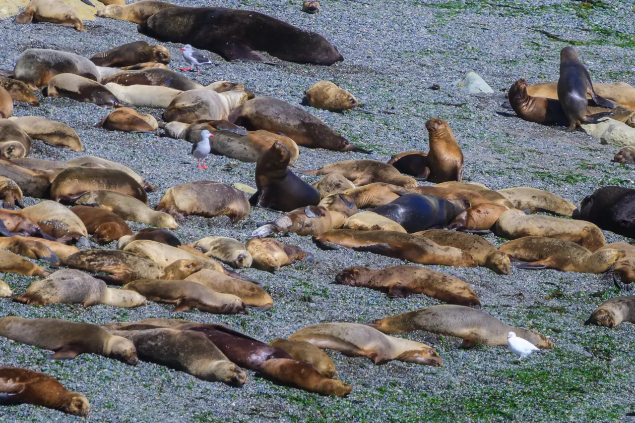 Puerto Madryn & Sea Lions