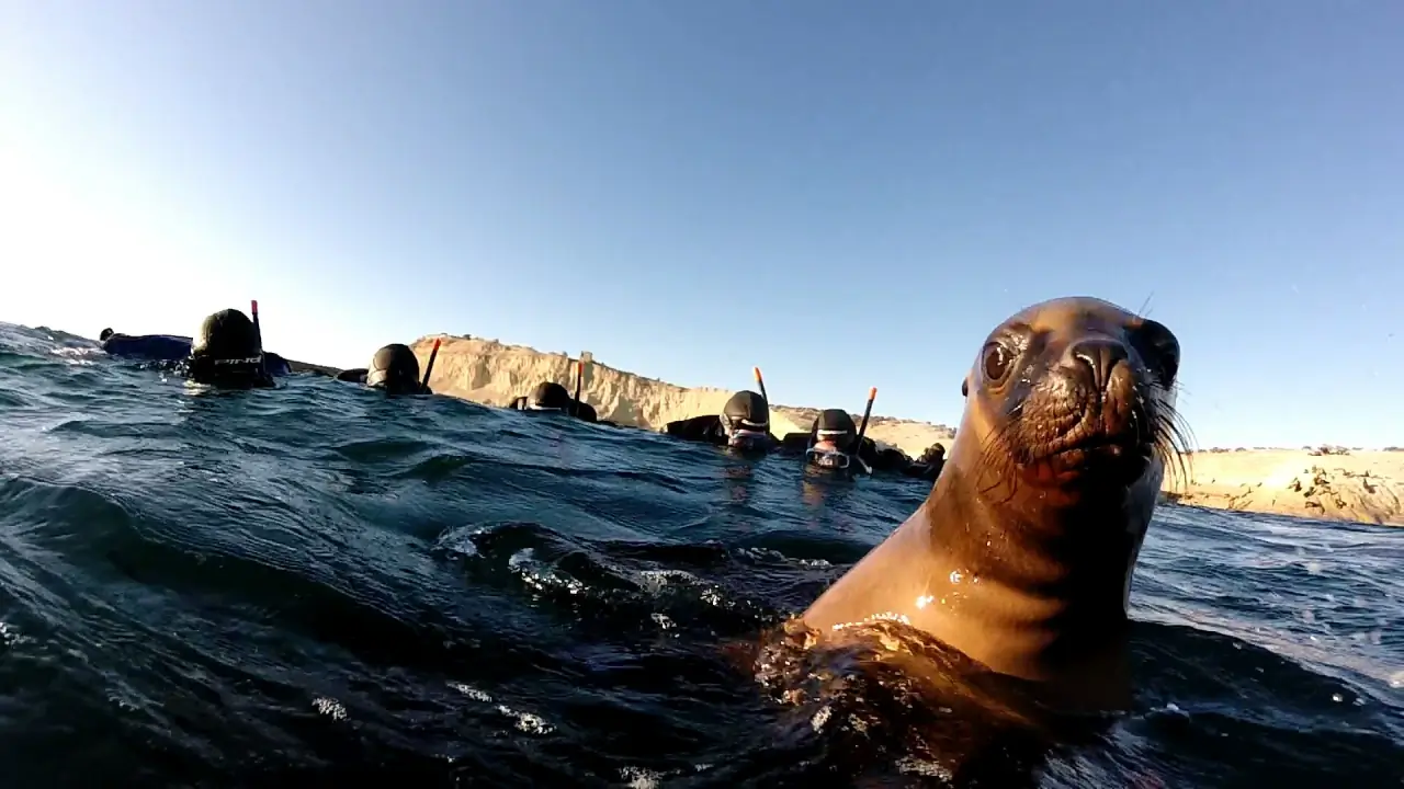 Sea Lion Snorkelling
