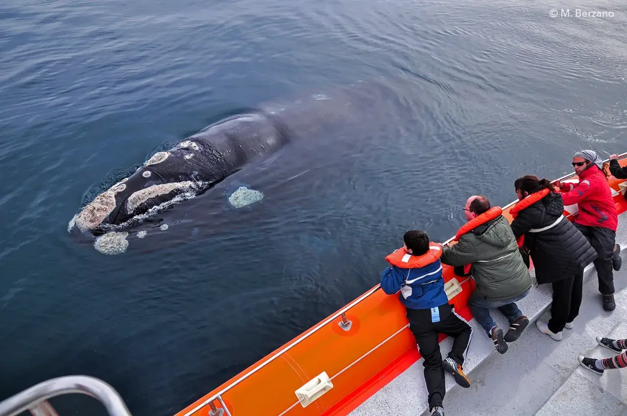 Whale Watching Boat Trip