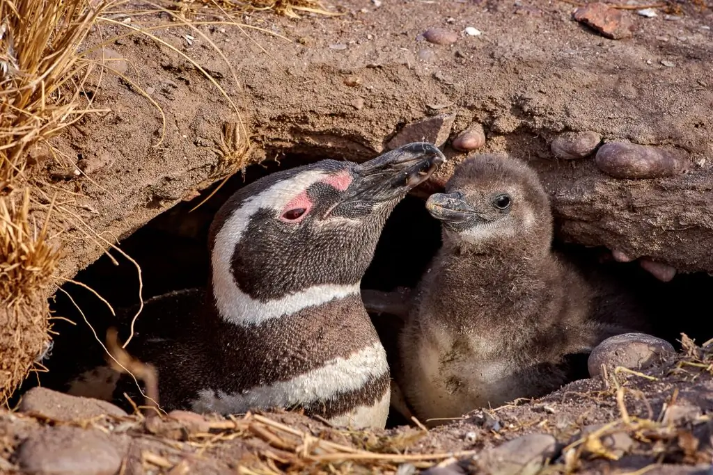 Magellanic penguins