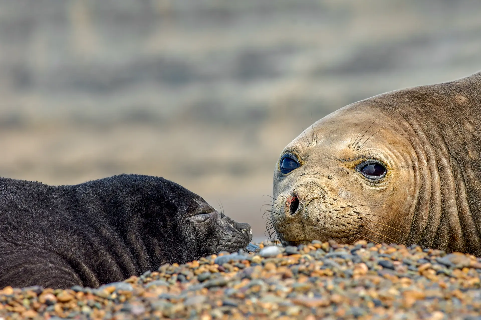 Southern elephant seals