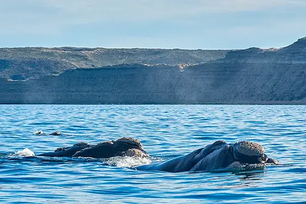 Southern right whale
