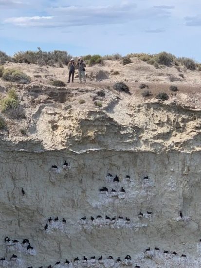 Birding tour with Colleen Smith and Peter Juk near nesting colonies around Puerto Madryn