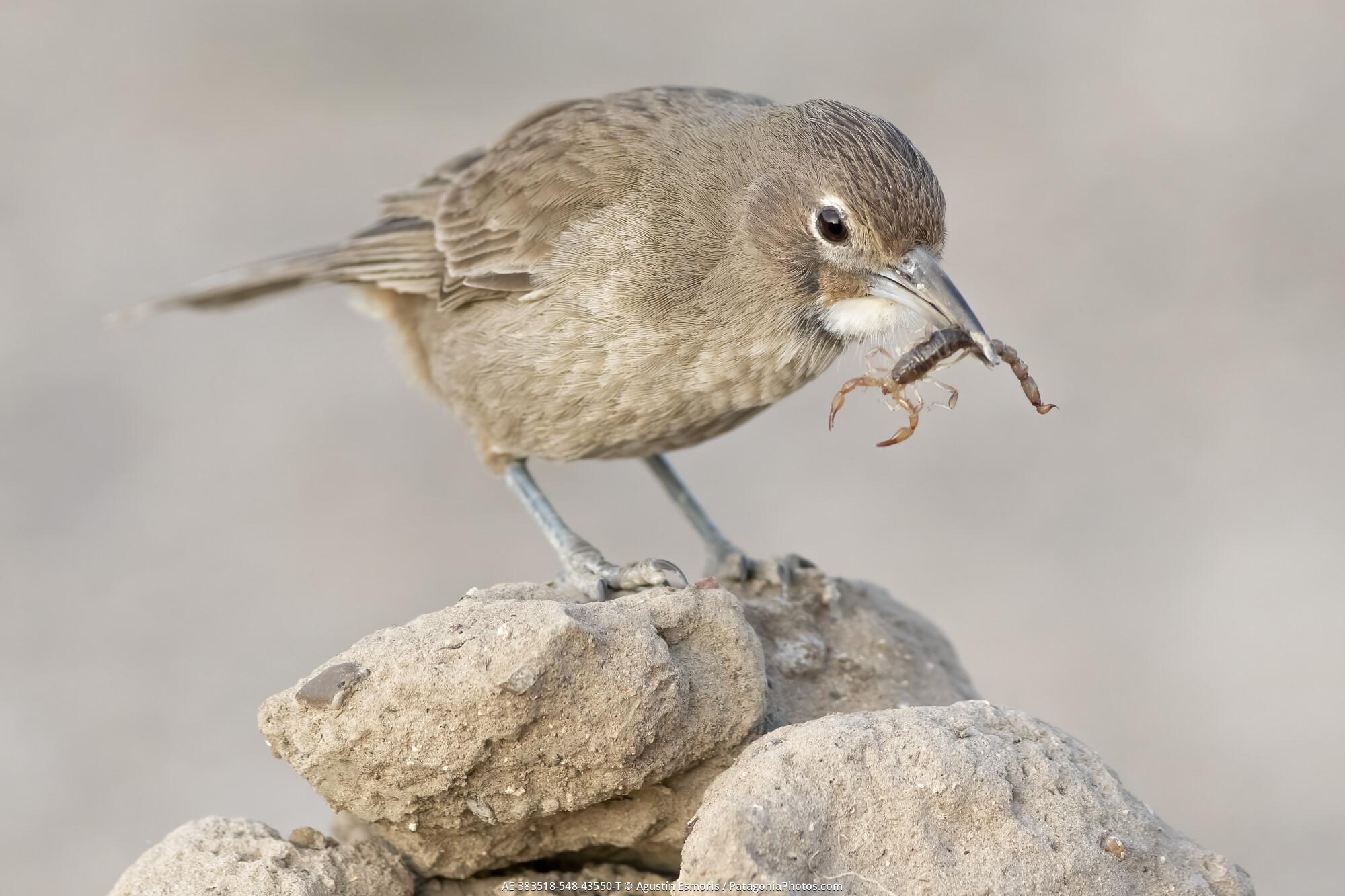 White‑throated Cacholote feeding