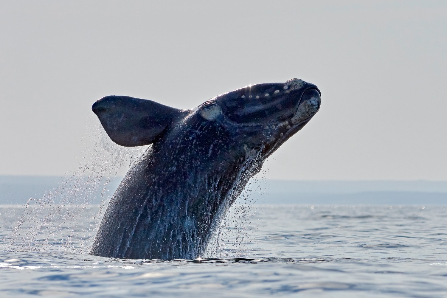 Southern Right Whale