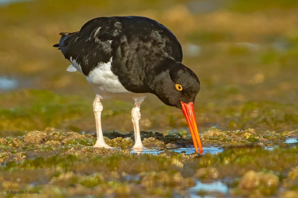 Magellanic Oystercatcher