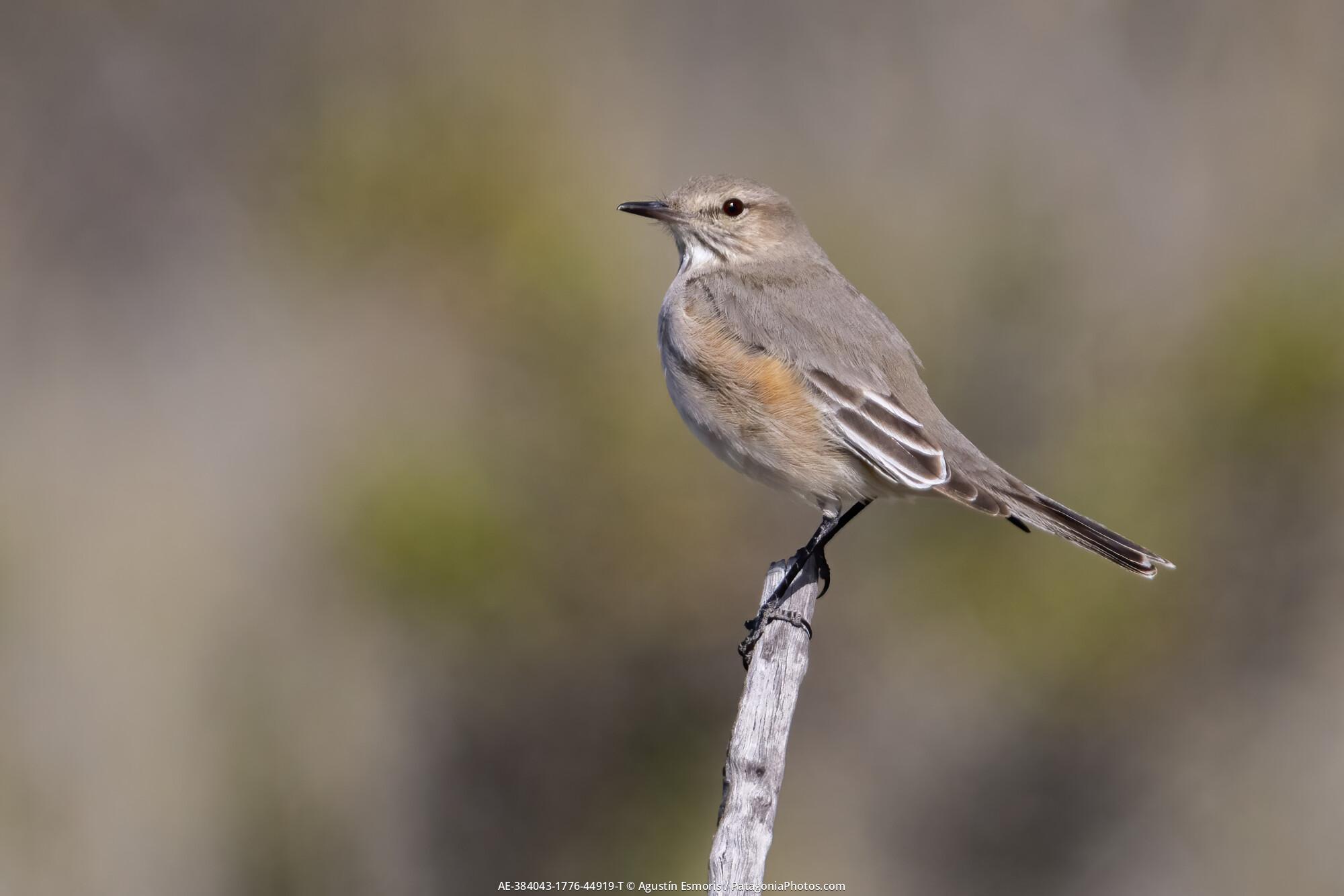 Lesser Shrike-tyrant