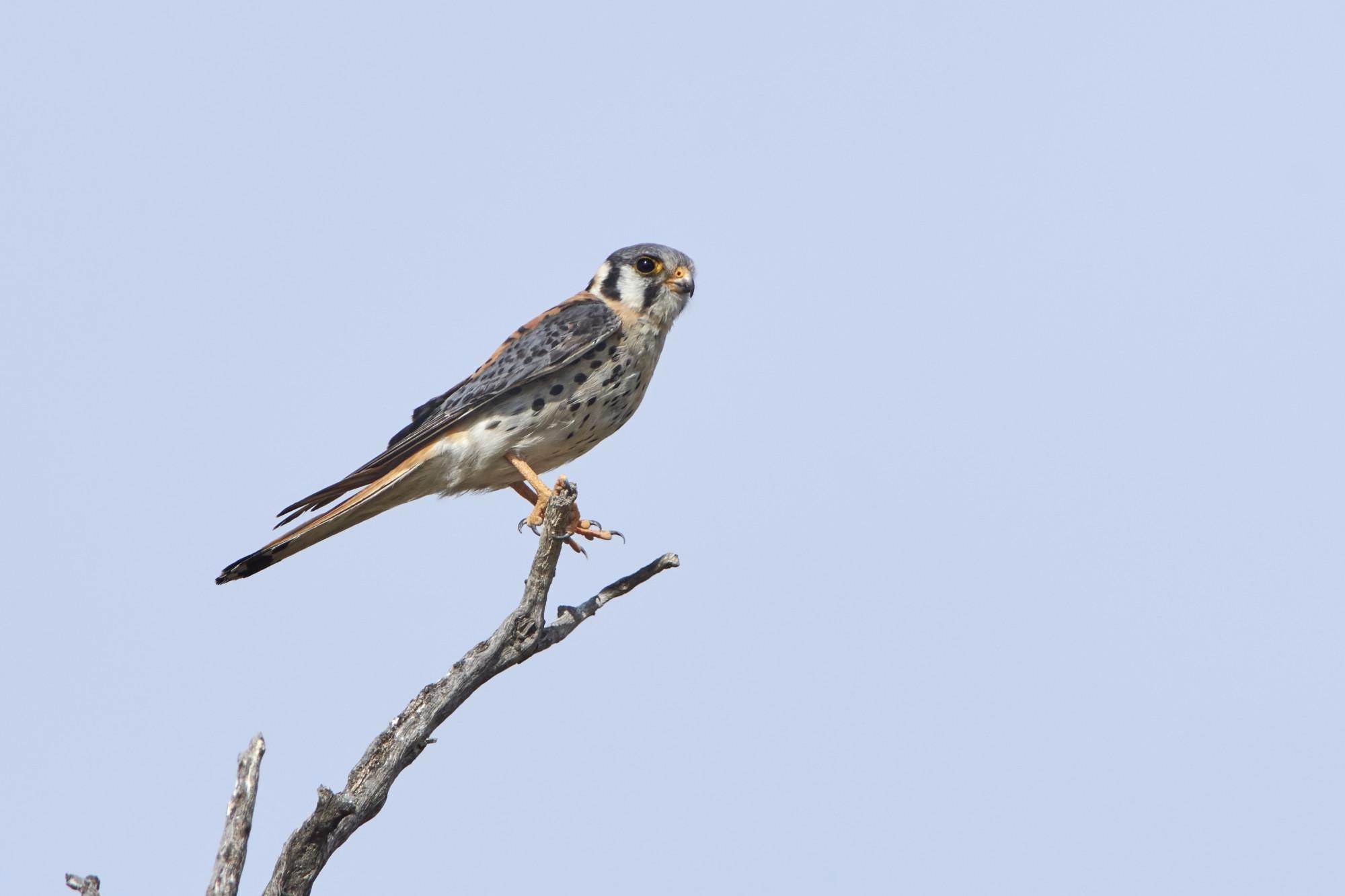 American Kestrel