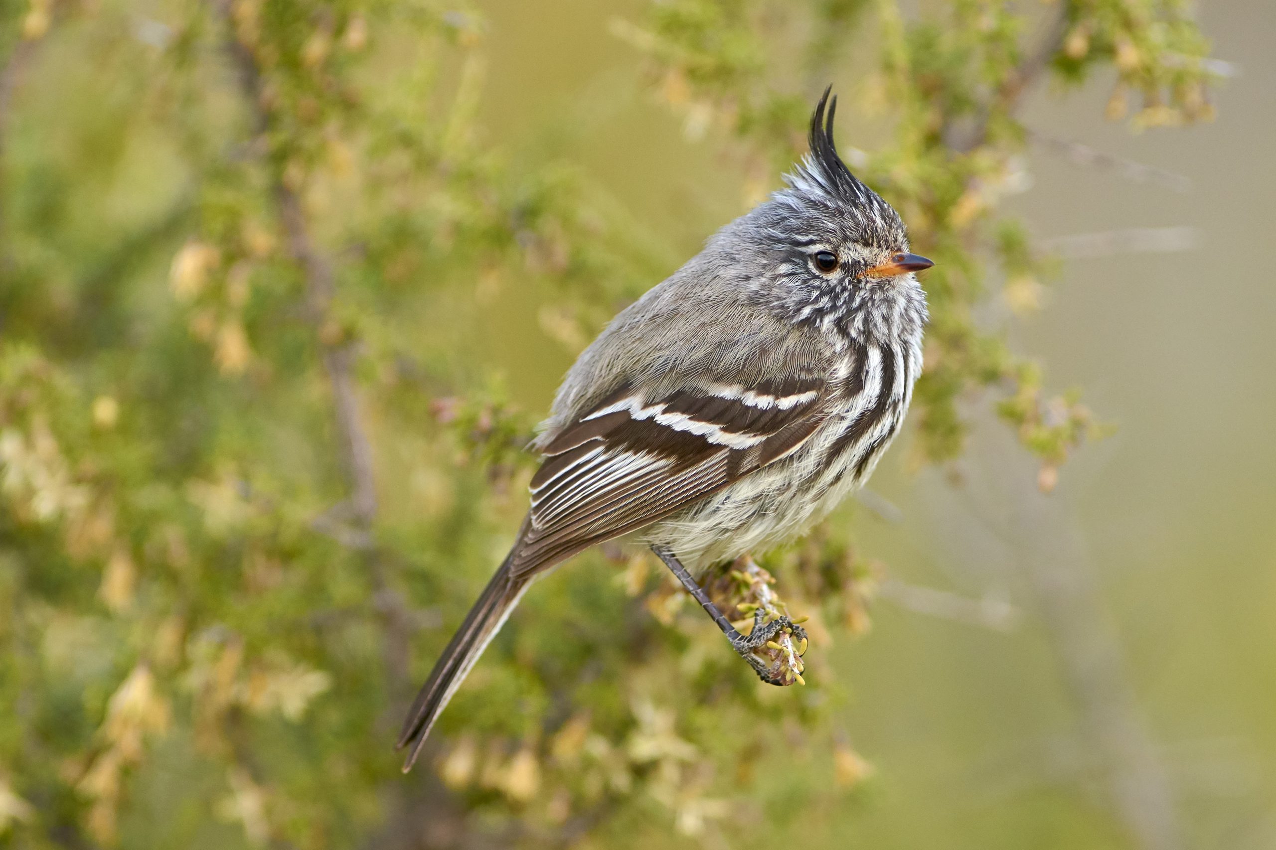 Yellow-billed Tit-tyrant