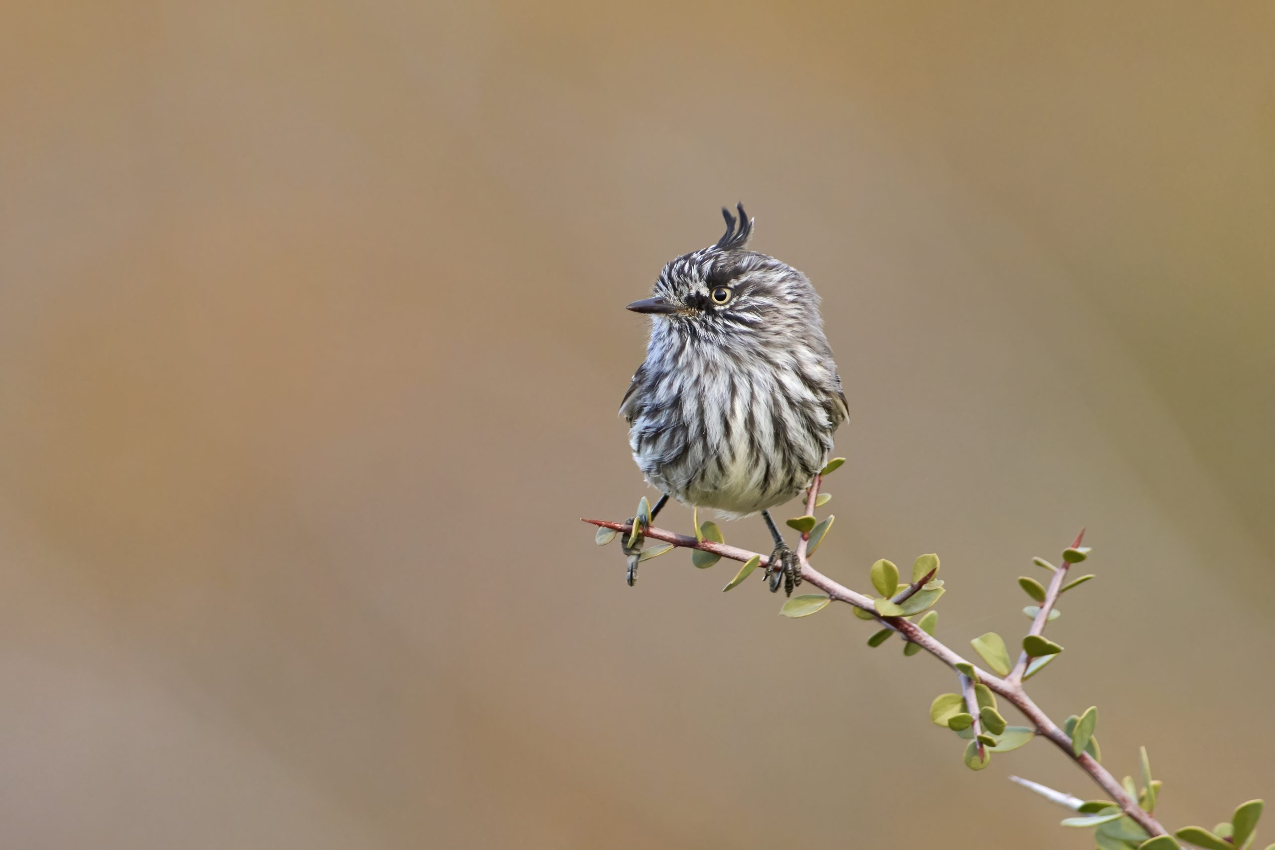 Tufted Tit-tyrant