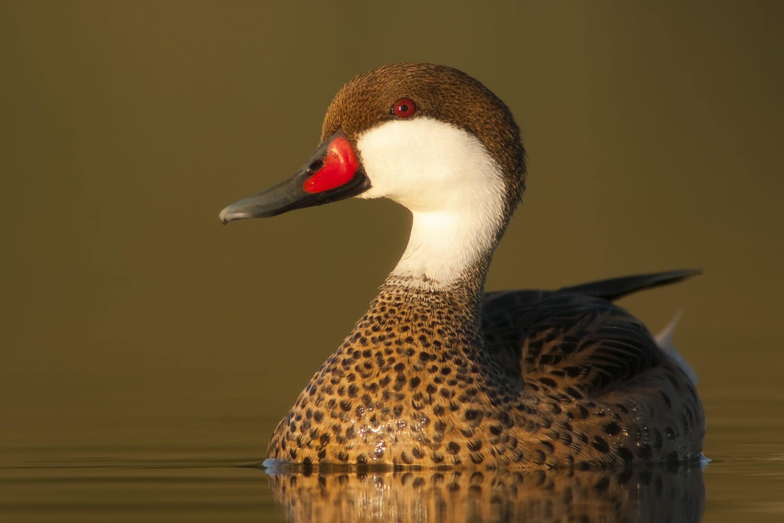 White-cheeked Pintail