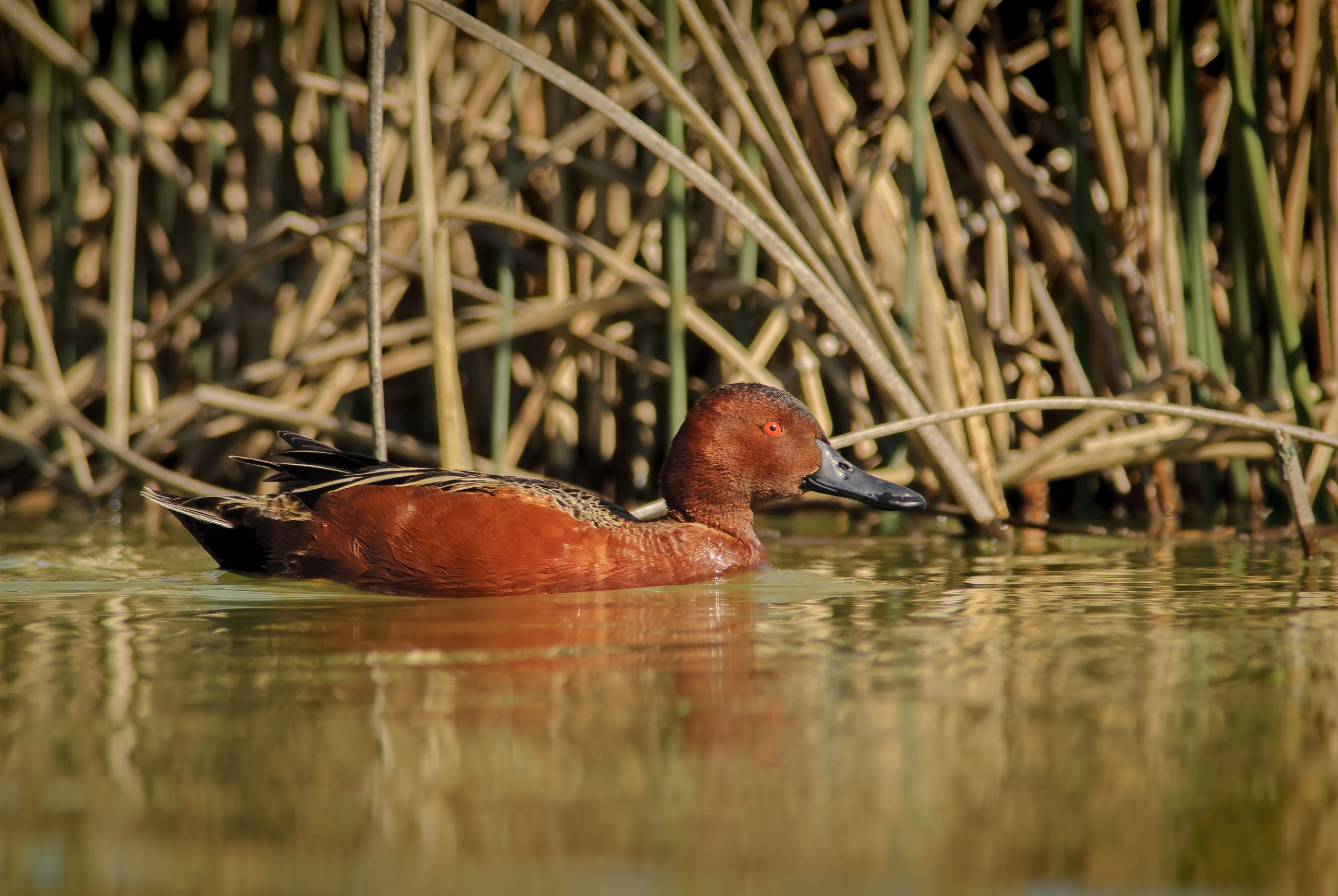 Cinnamon Teal