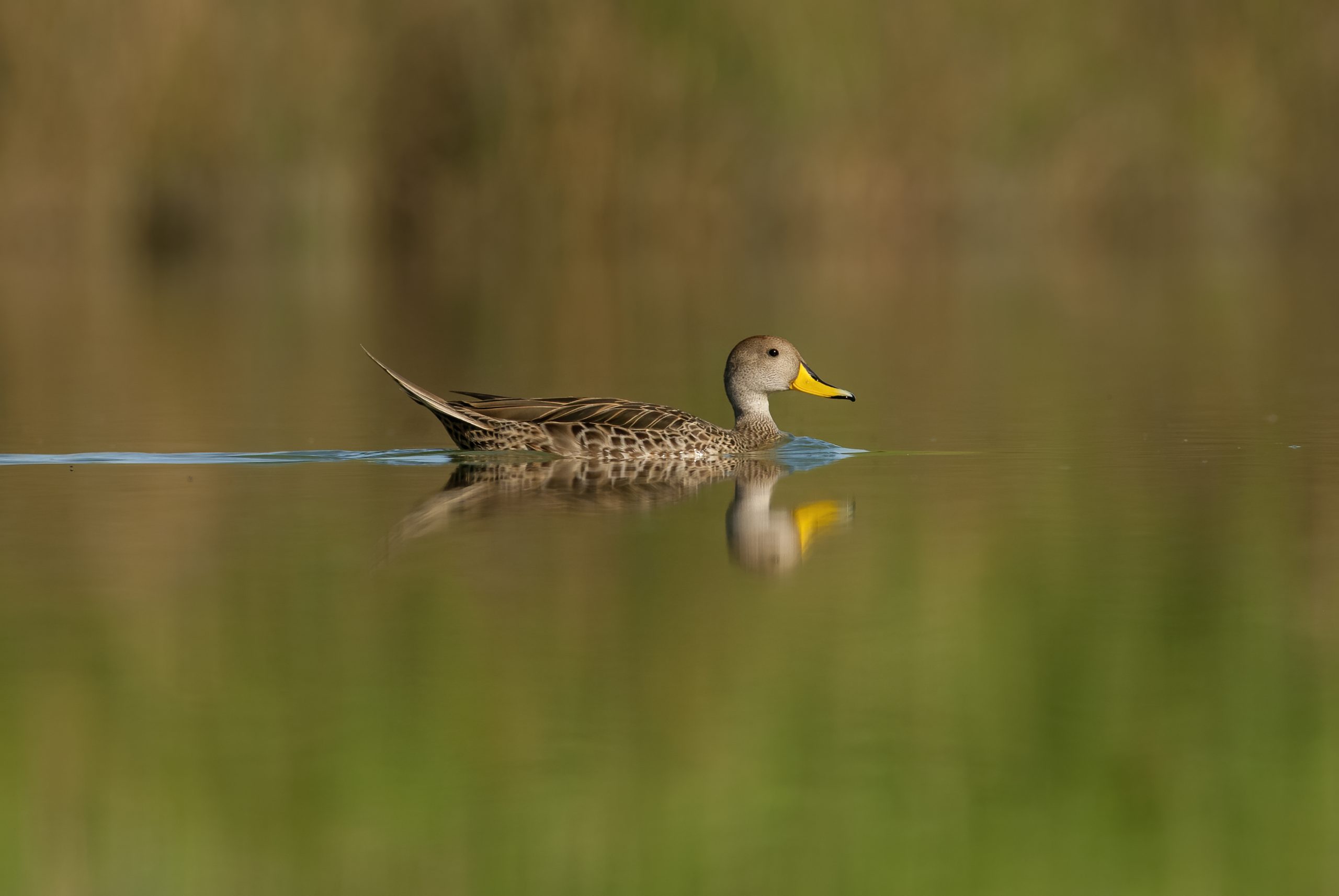 Yellow-billed Pintail