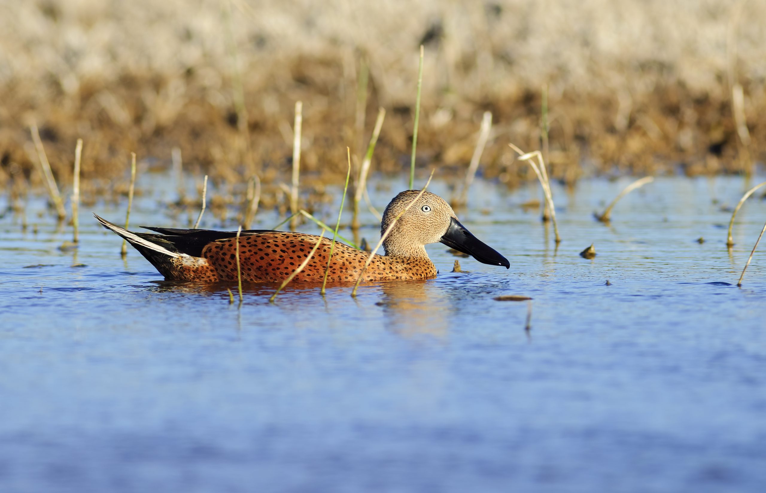 Red Shoveler
