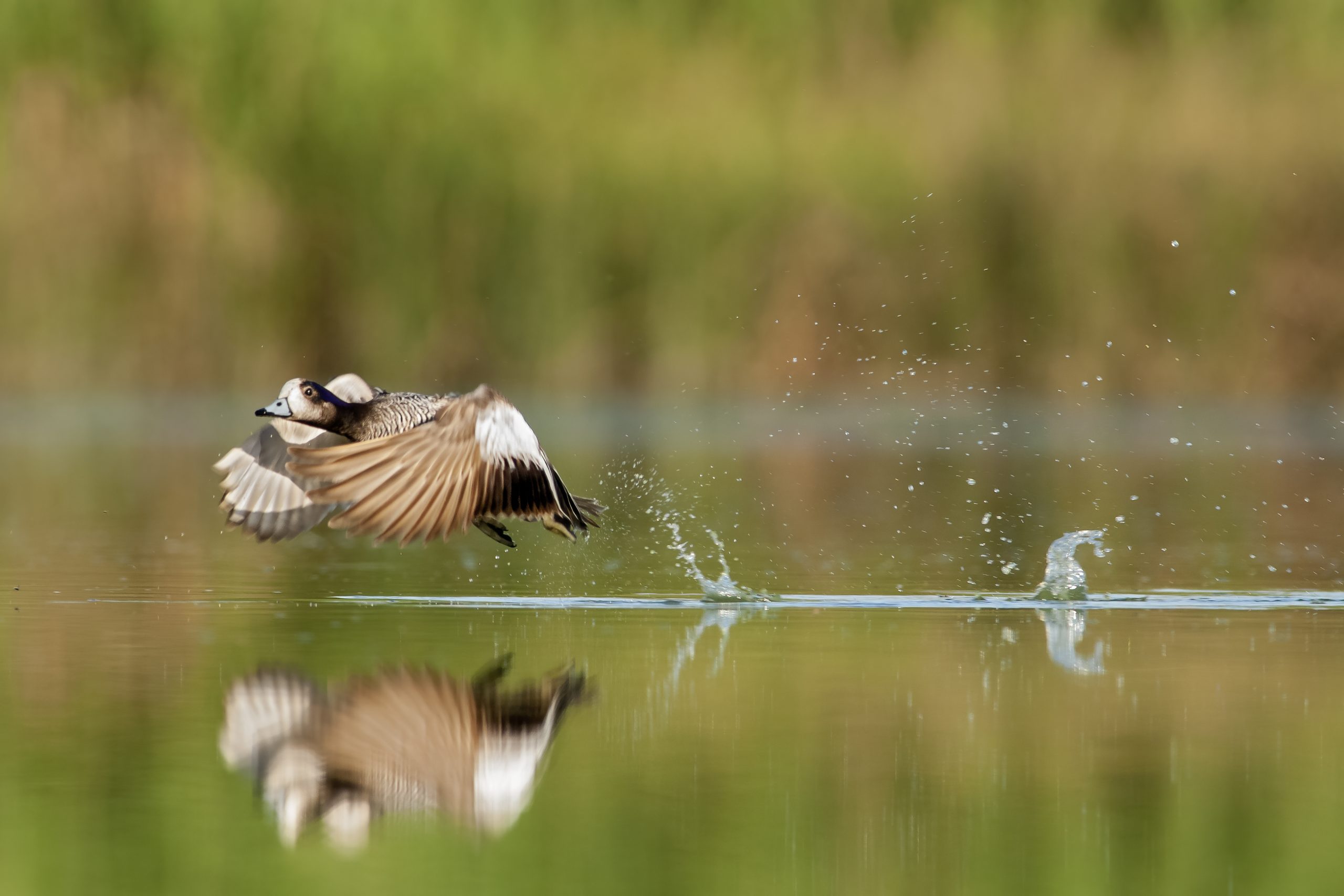 Chiloe Wigeon