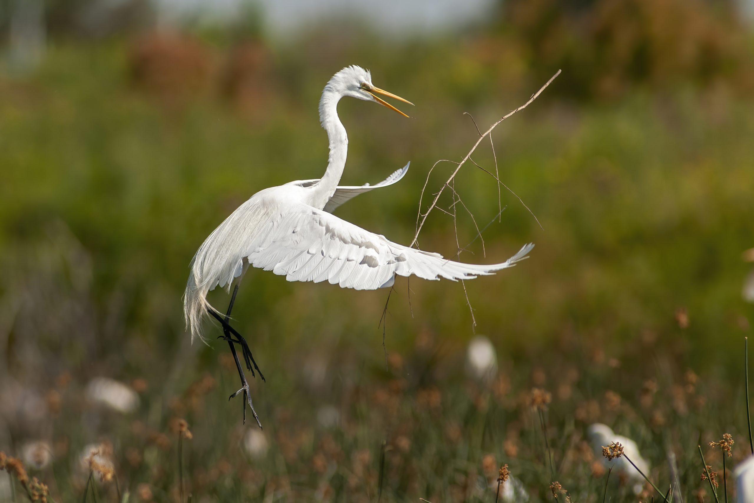 Great Egret