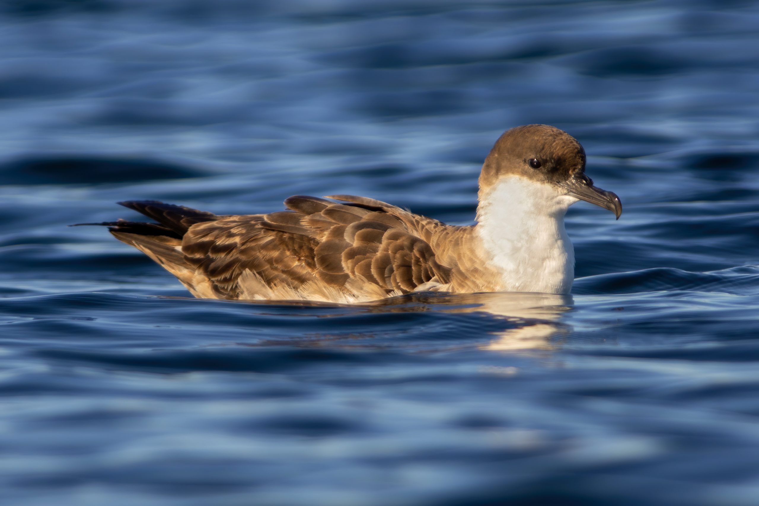 Great Shearwater