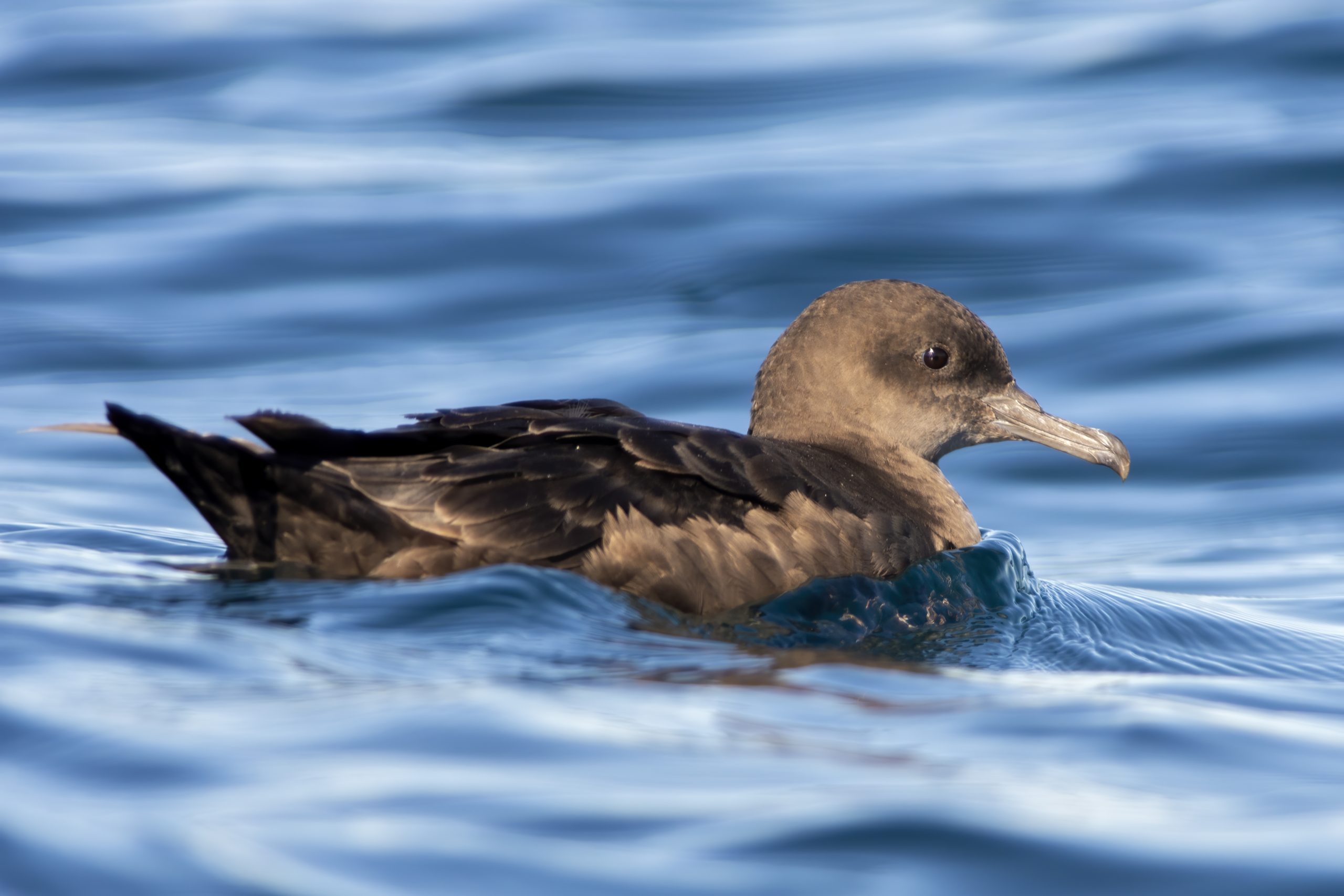 Sooty Shearwater