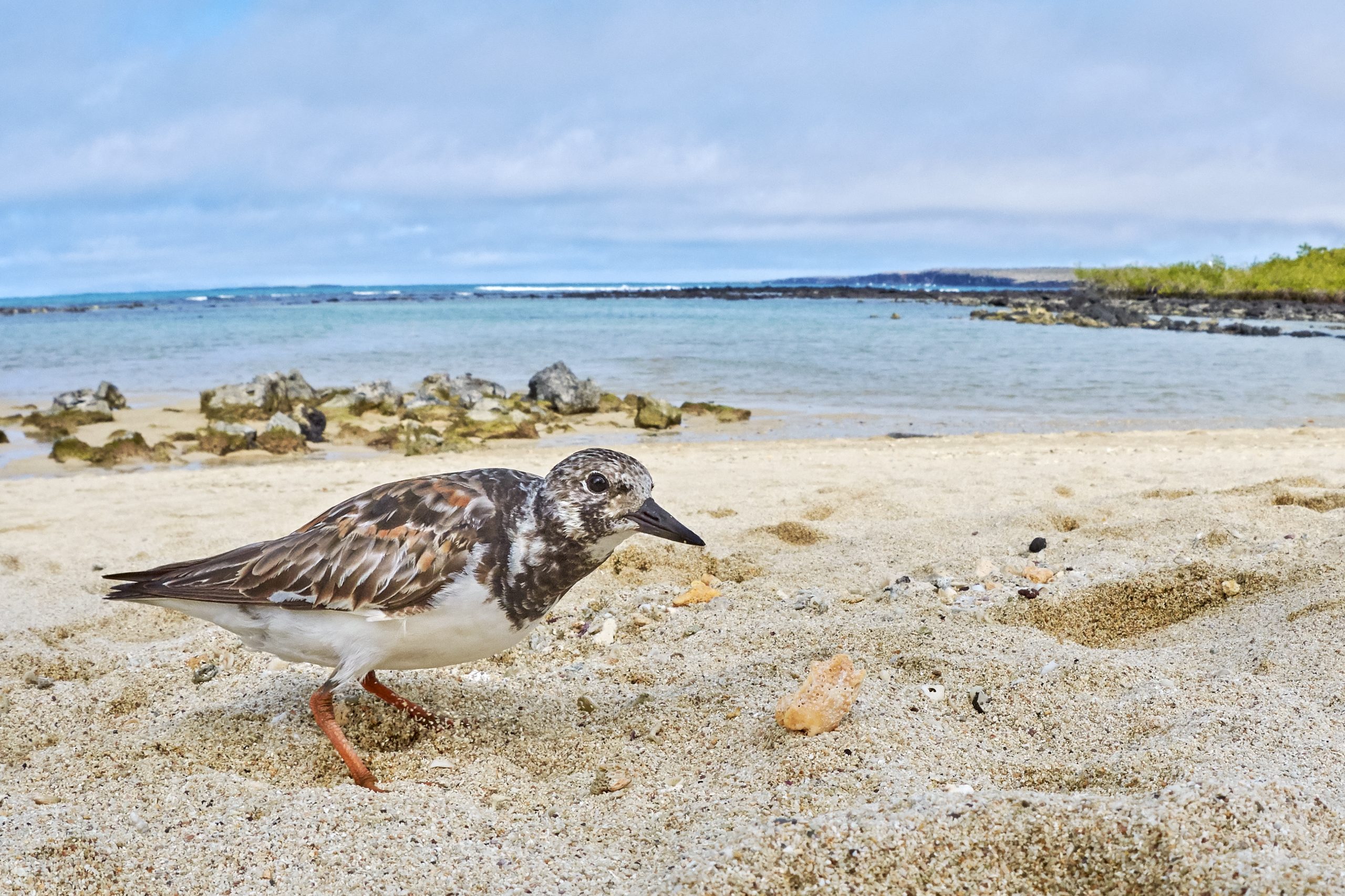Ruddy Turnstone