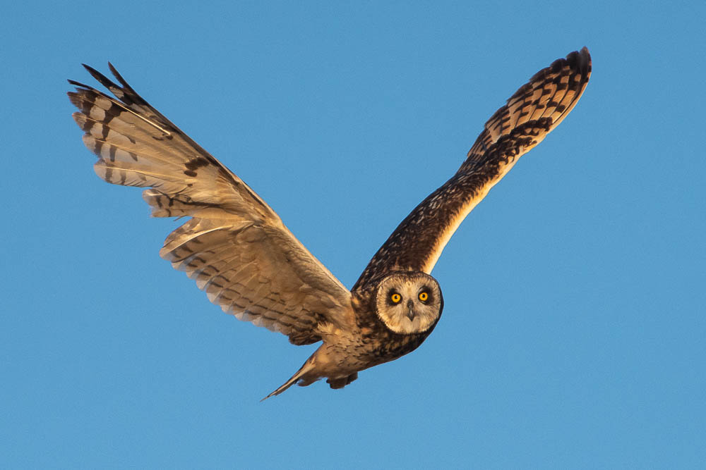 Short-eared Owl