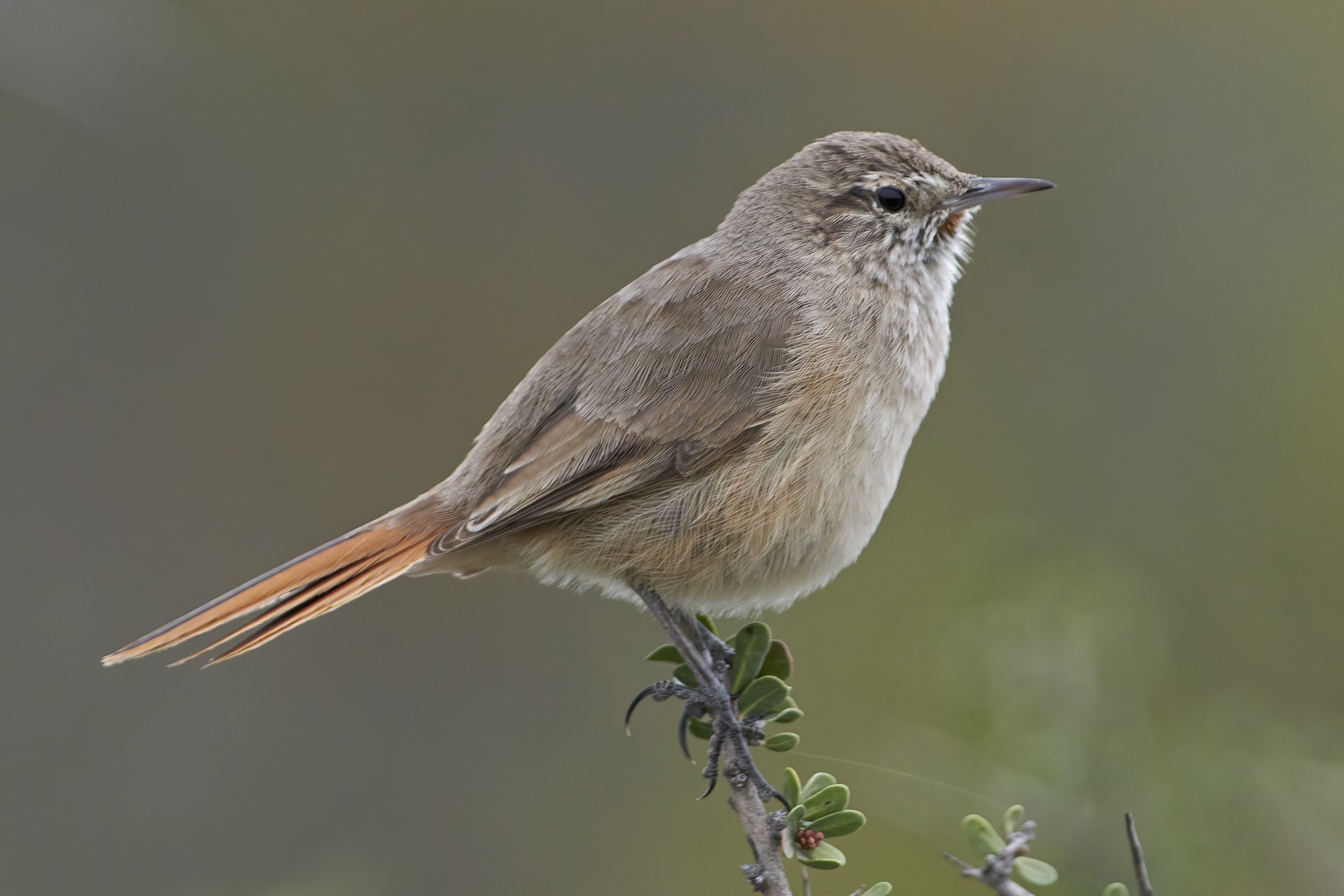 Cordilleran Canastero