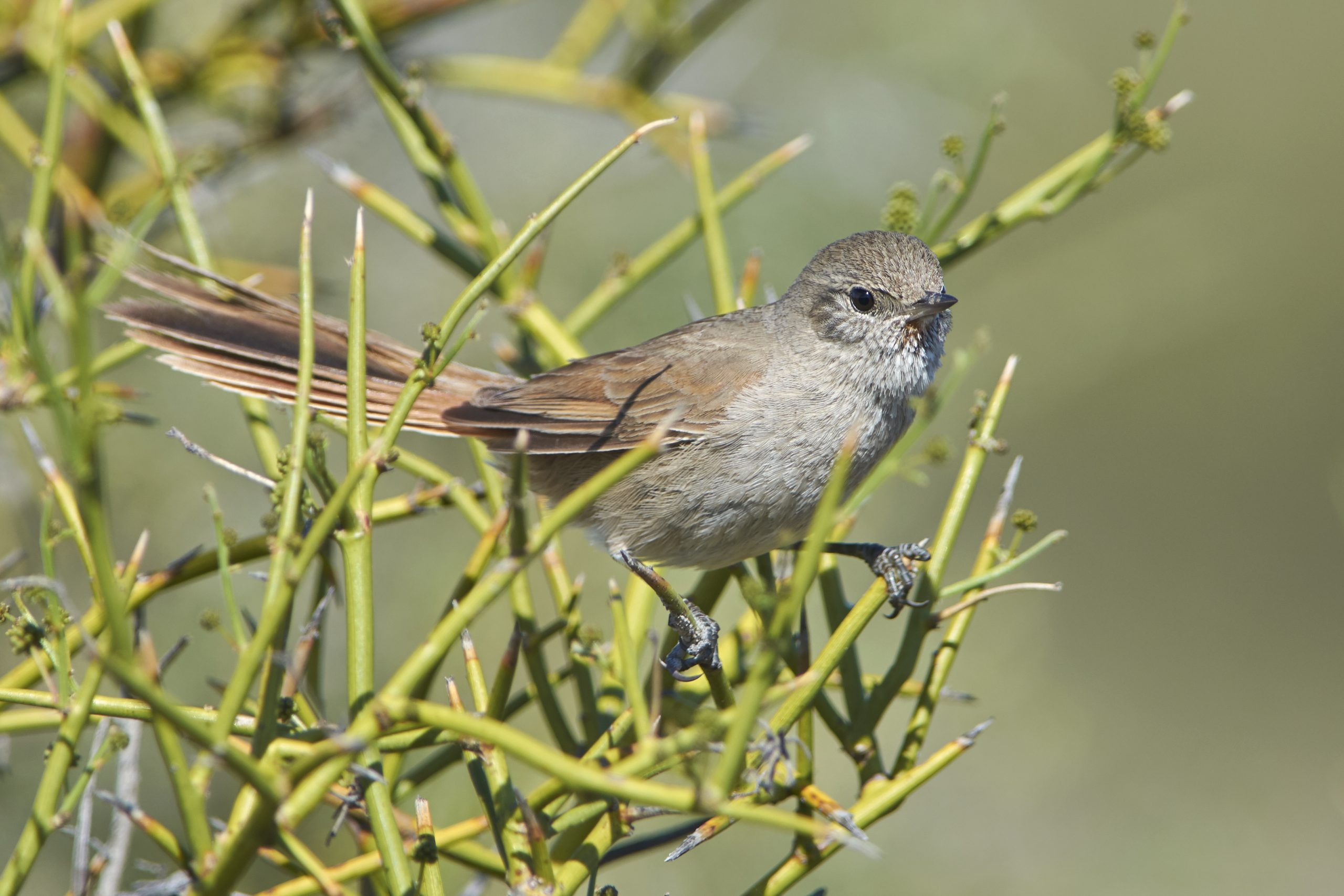 Sharp-billed Canastero