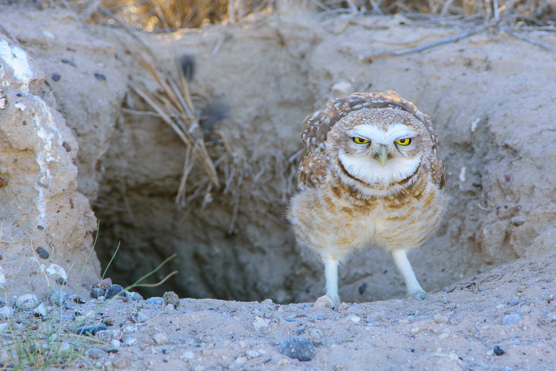 Burrowing Owl