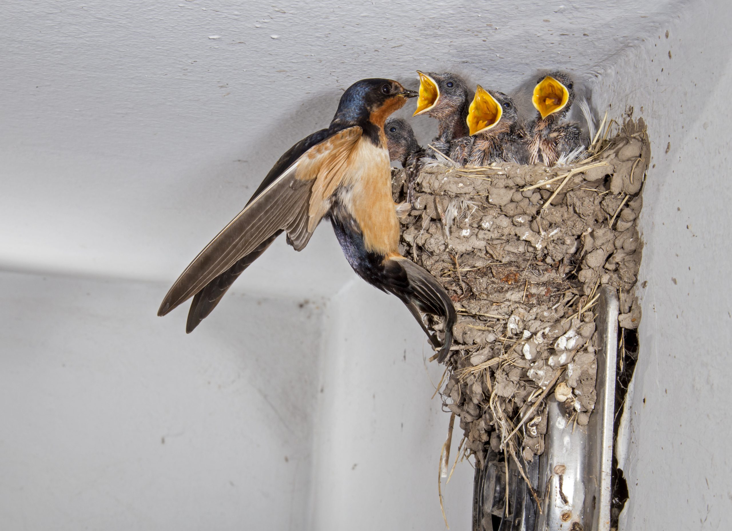 Barn Swallow