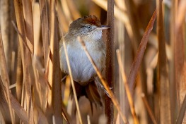 Bay-capped Wren-Spinetail (Spartonoica maluroides). Puerto Madryn, Chubut, Argentina