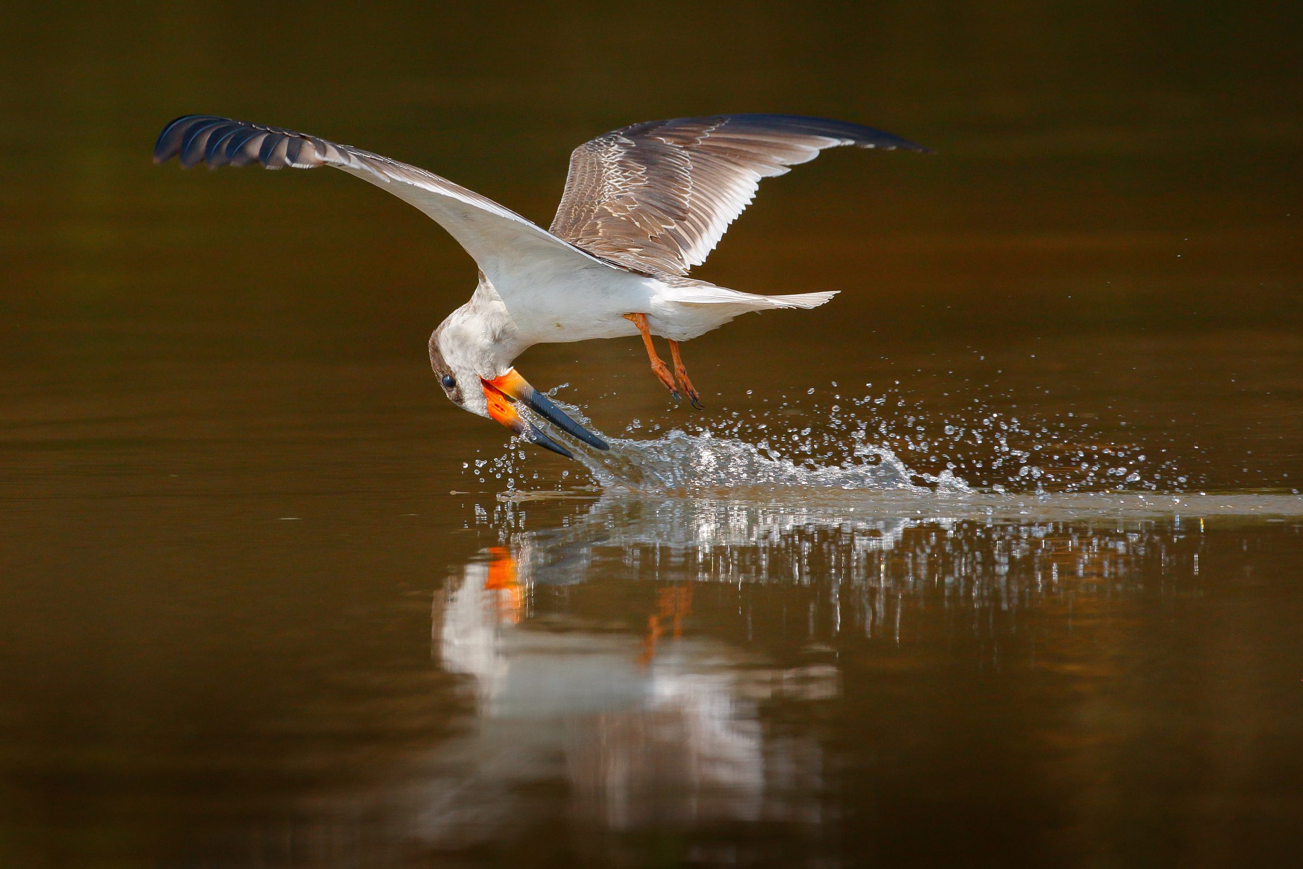 Black Skimmer