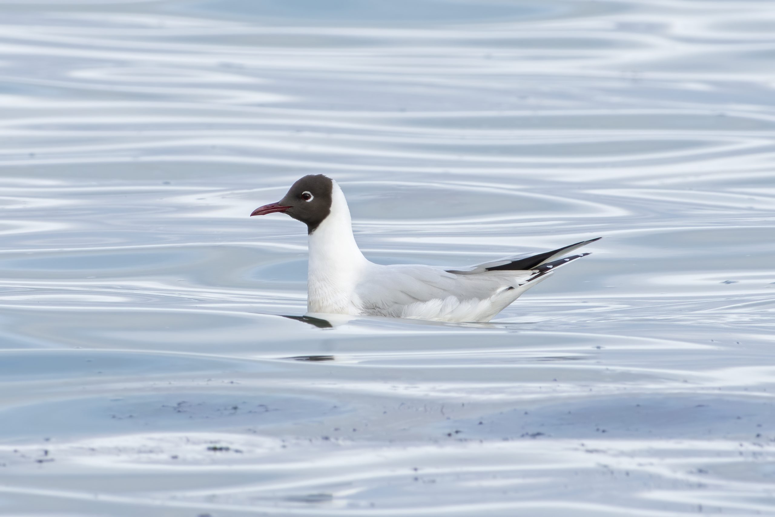 Brown-hooded Gull