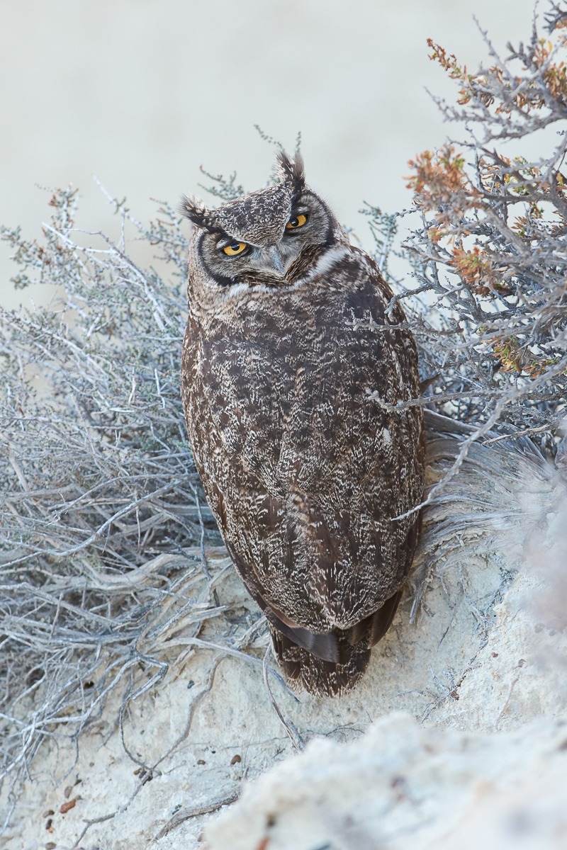 Magellanic Horned Owl