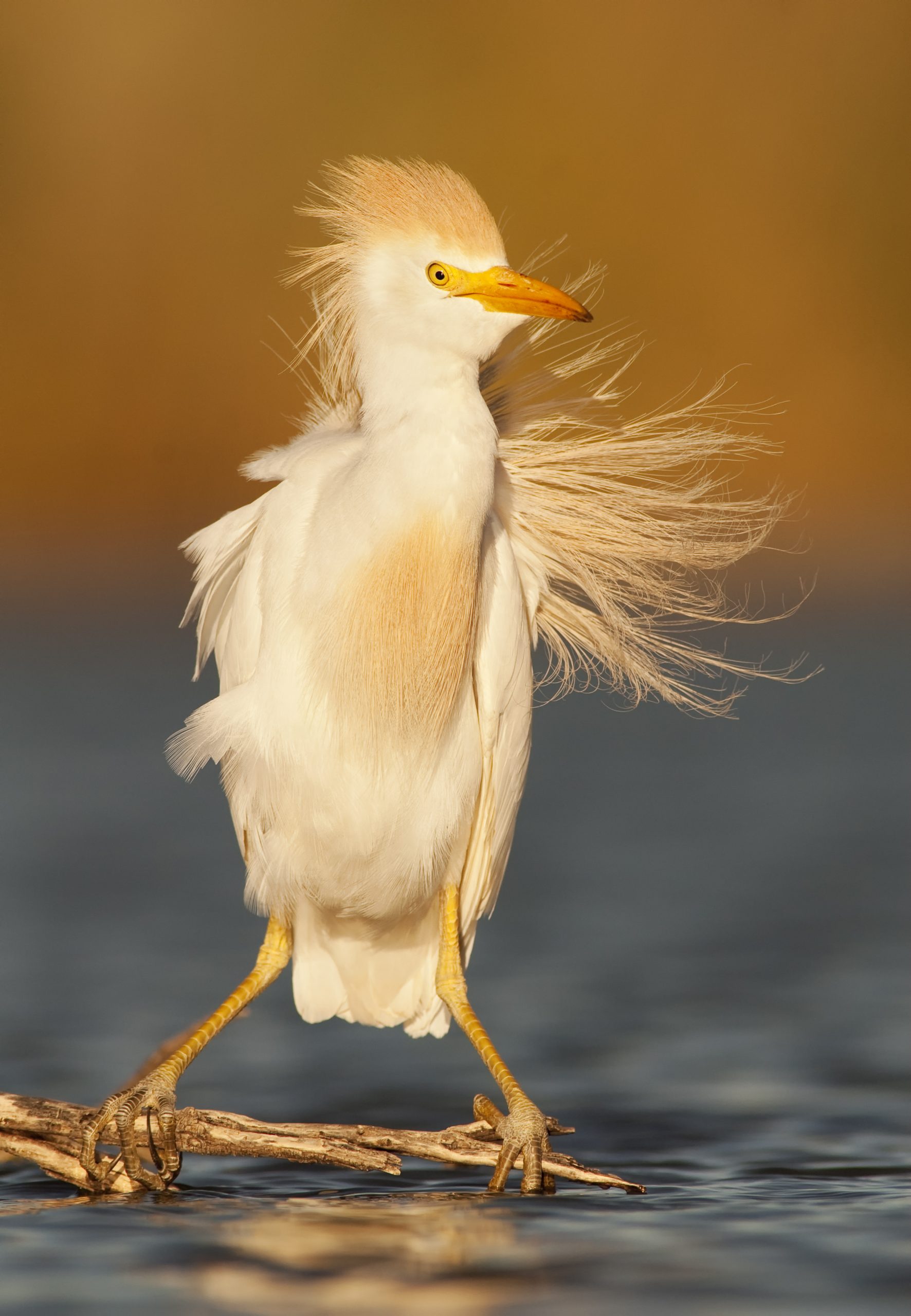 Cattle Egret