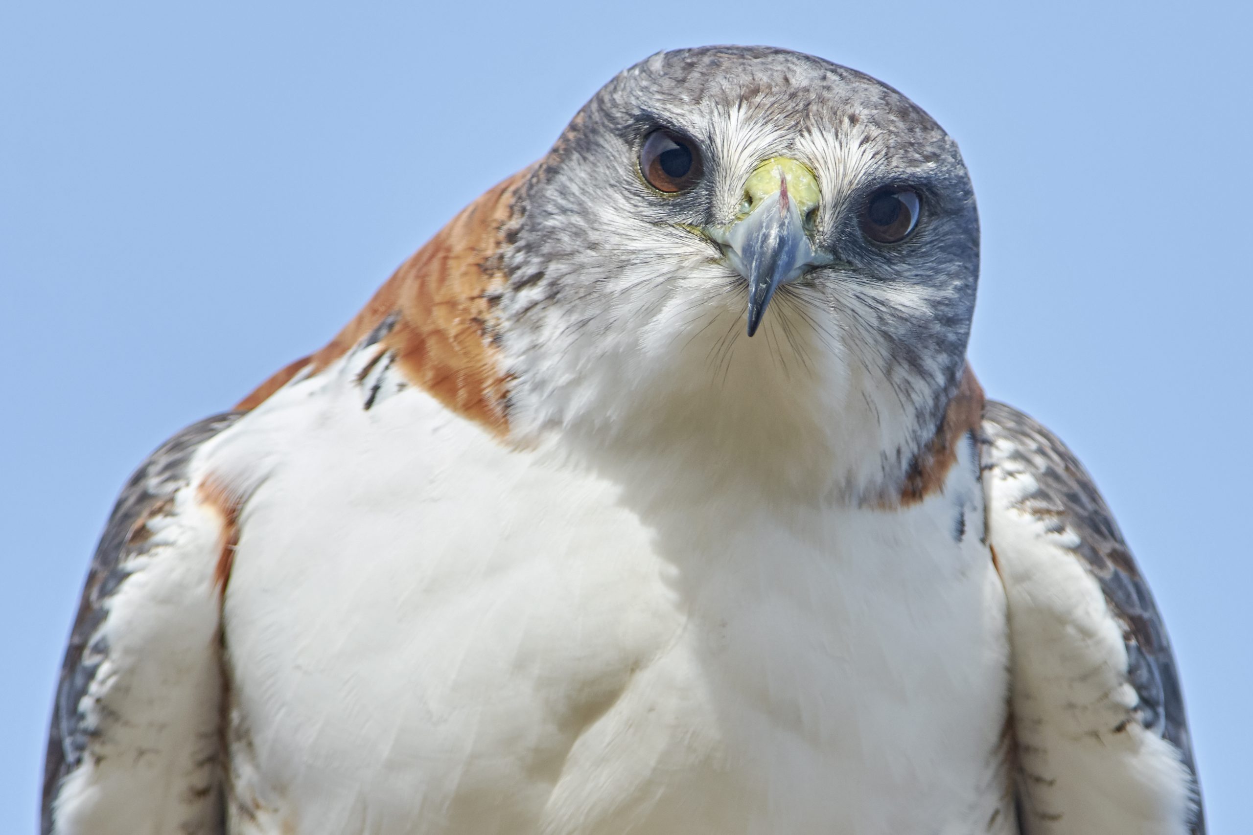 Variable Hawk