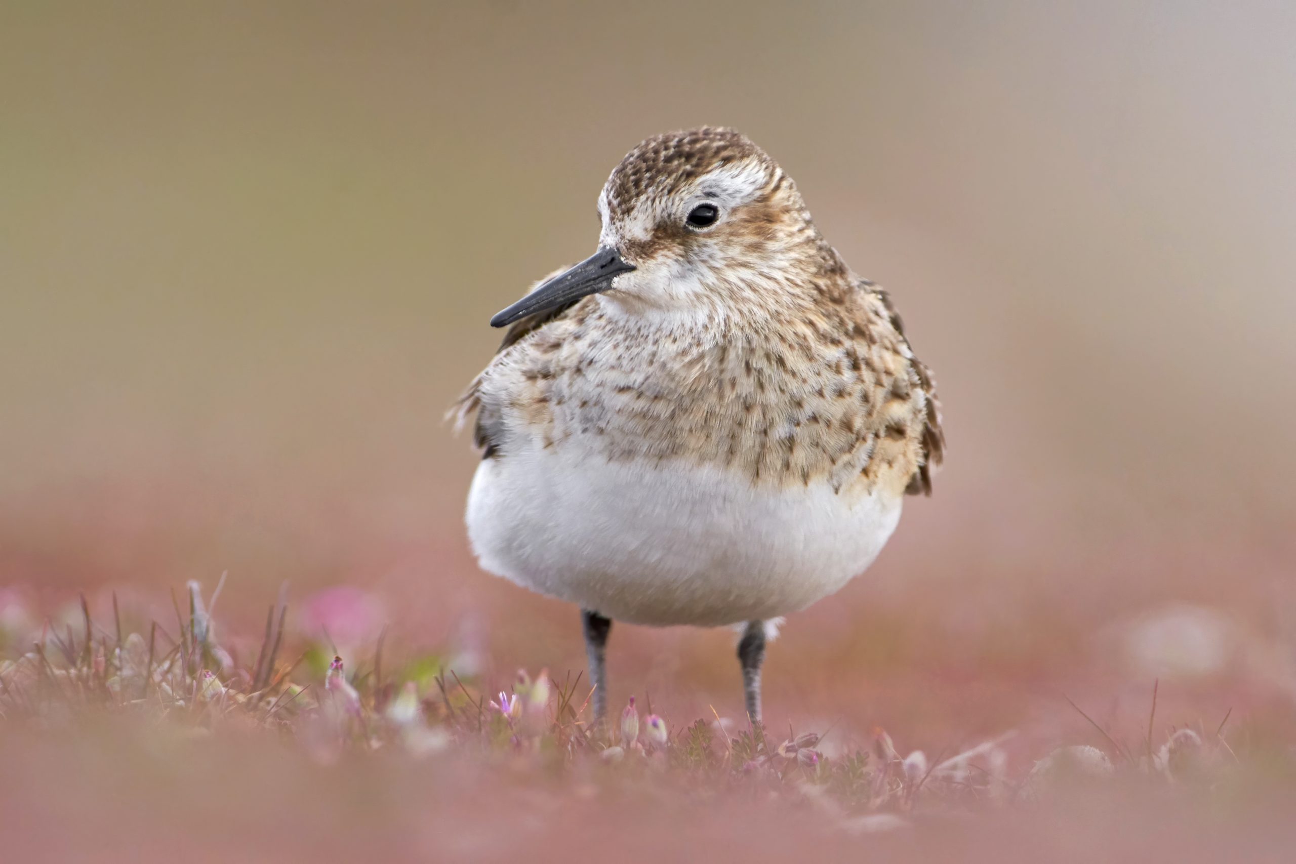 Baird's Sandpiper