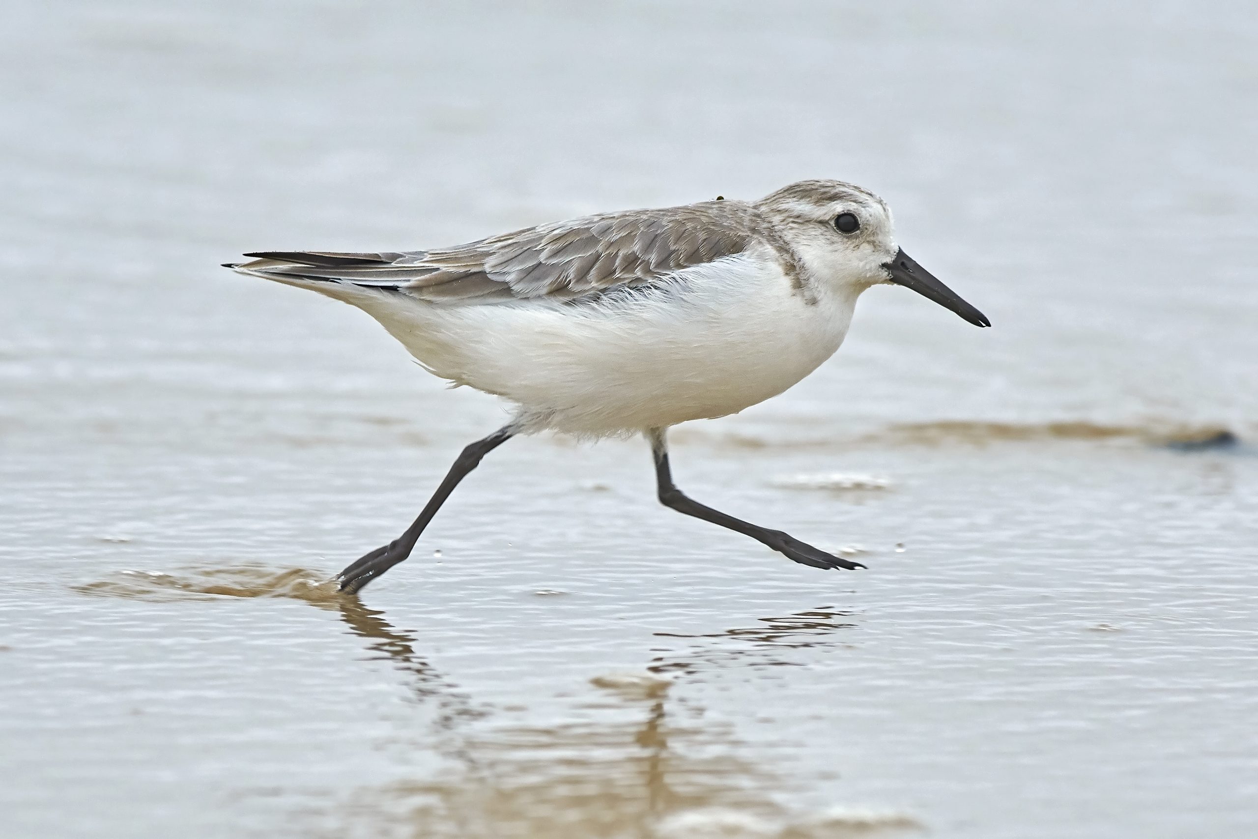 Sanderling