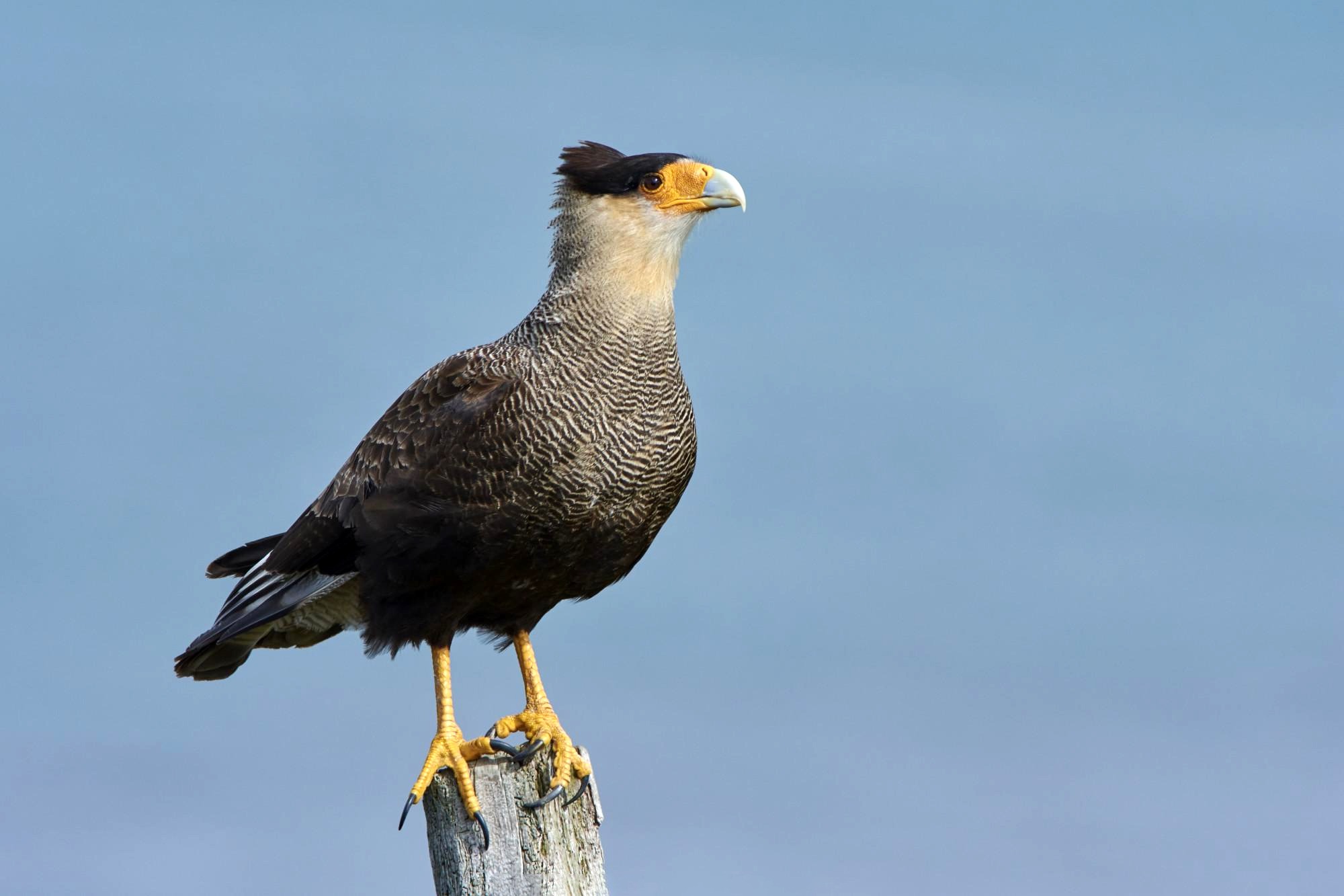 Southern Caracara