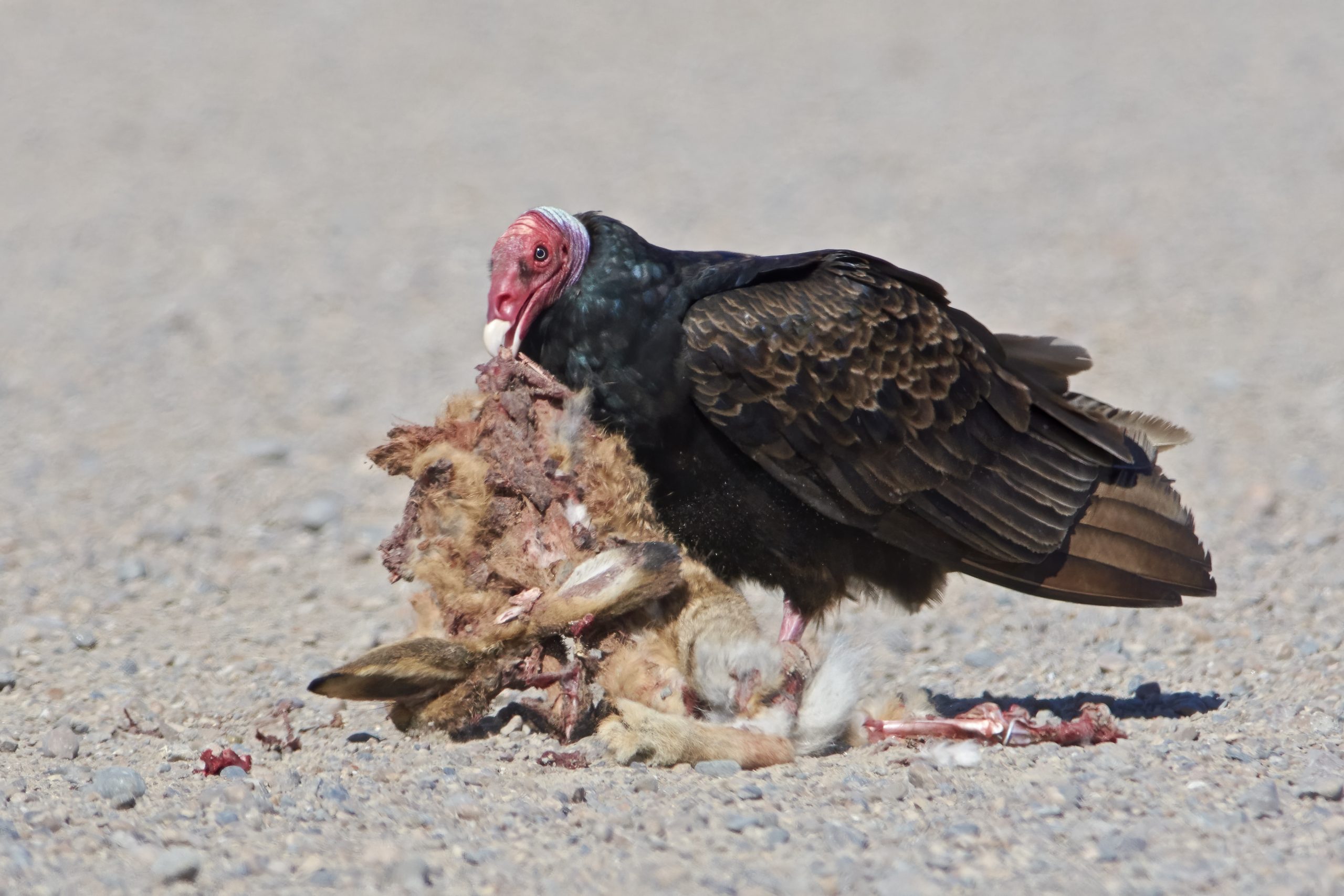 Turkey Vulture