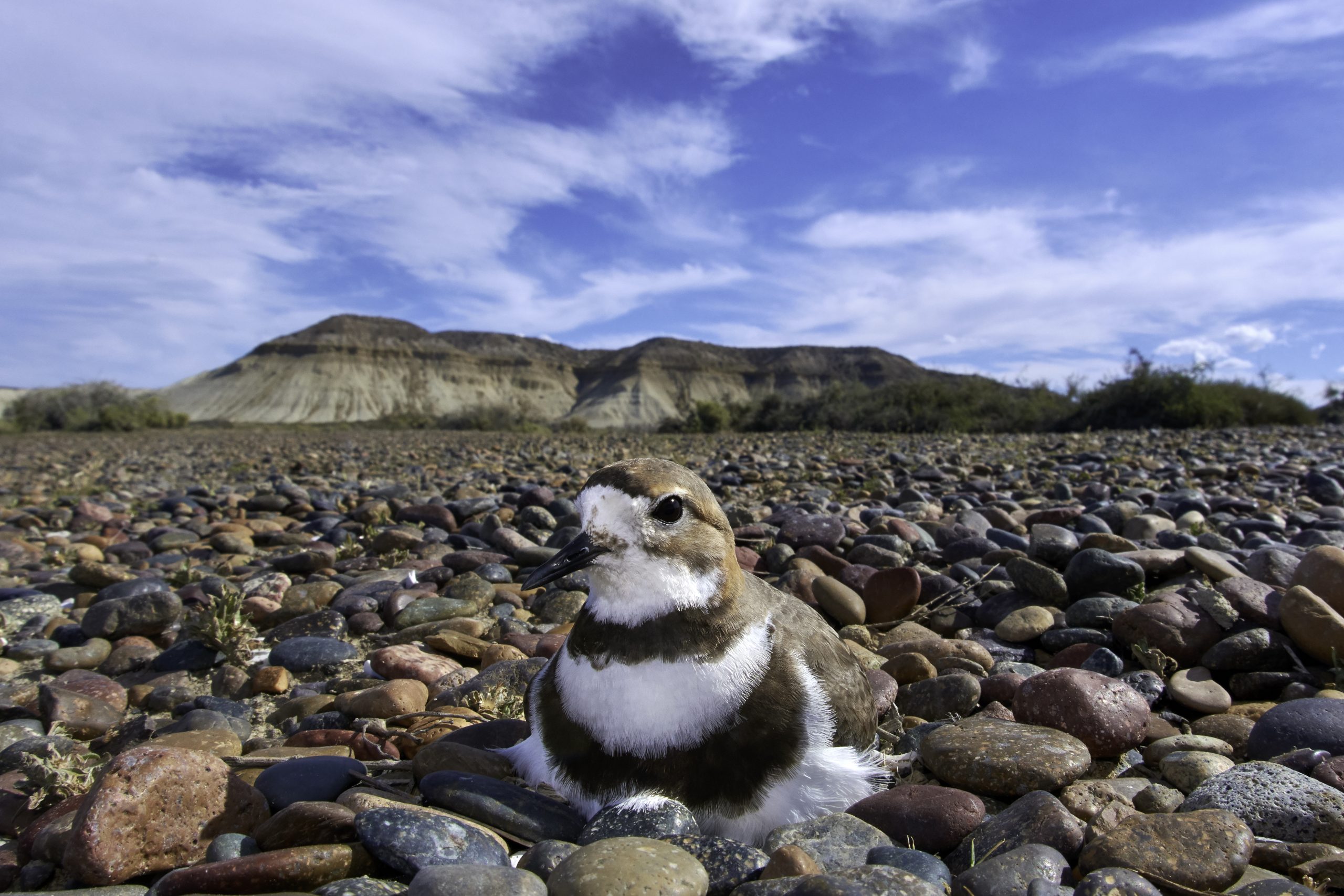 Two-banded Plover