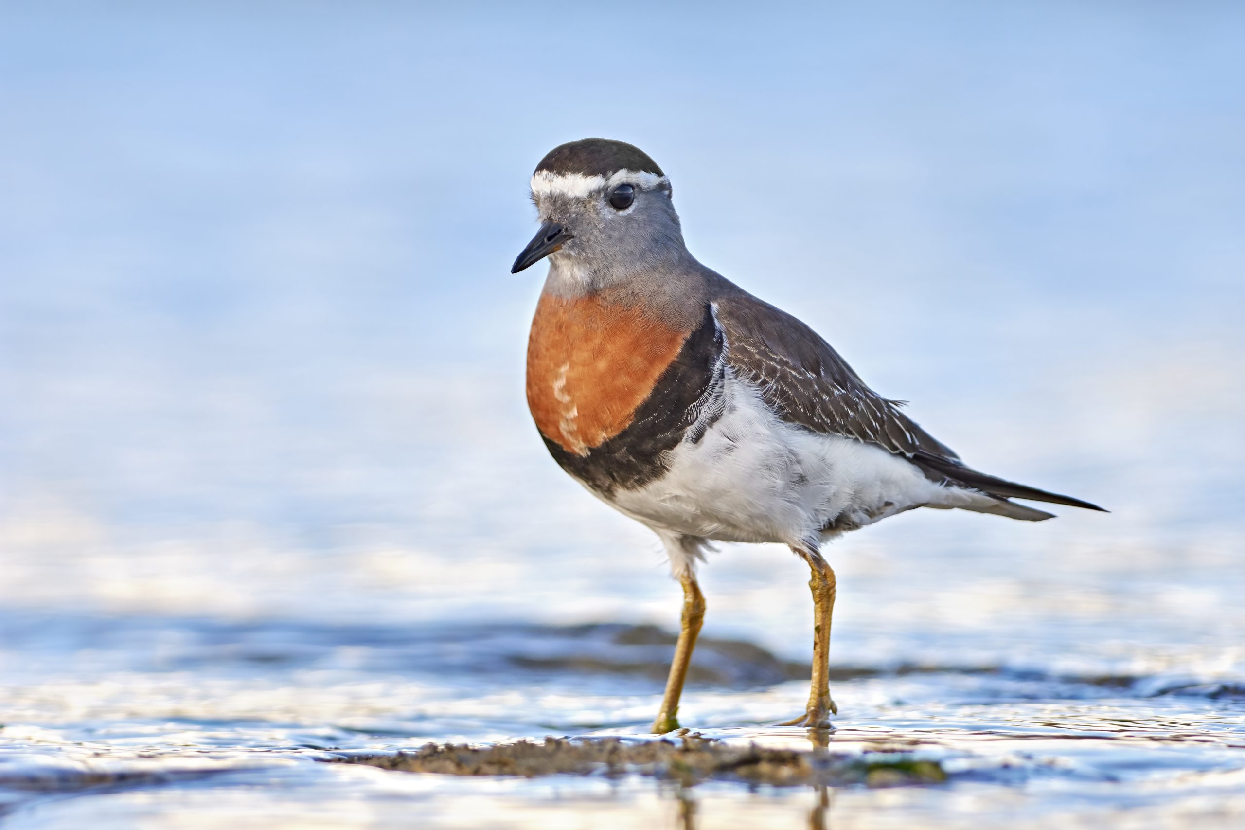 Rufous-chested Plover