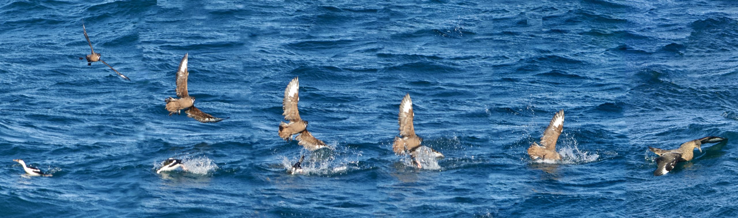 Chilean Skua