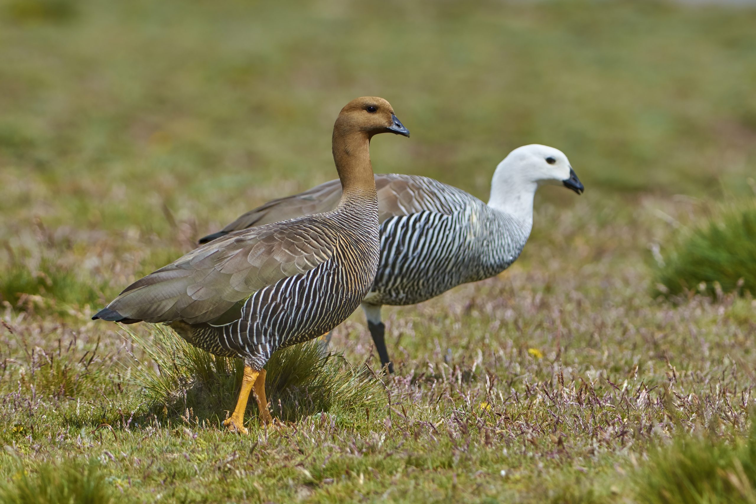Upland Goose