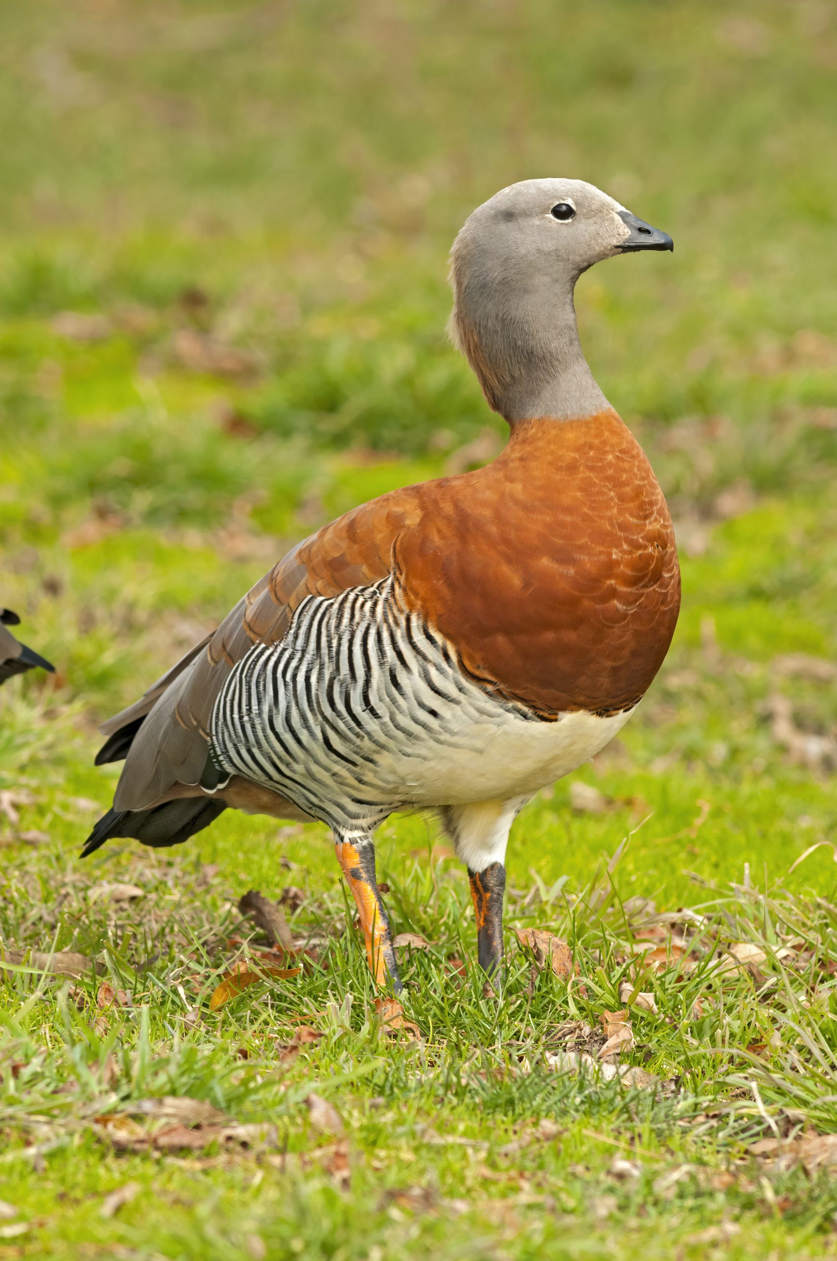 Ashy-headed Goose