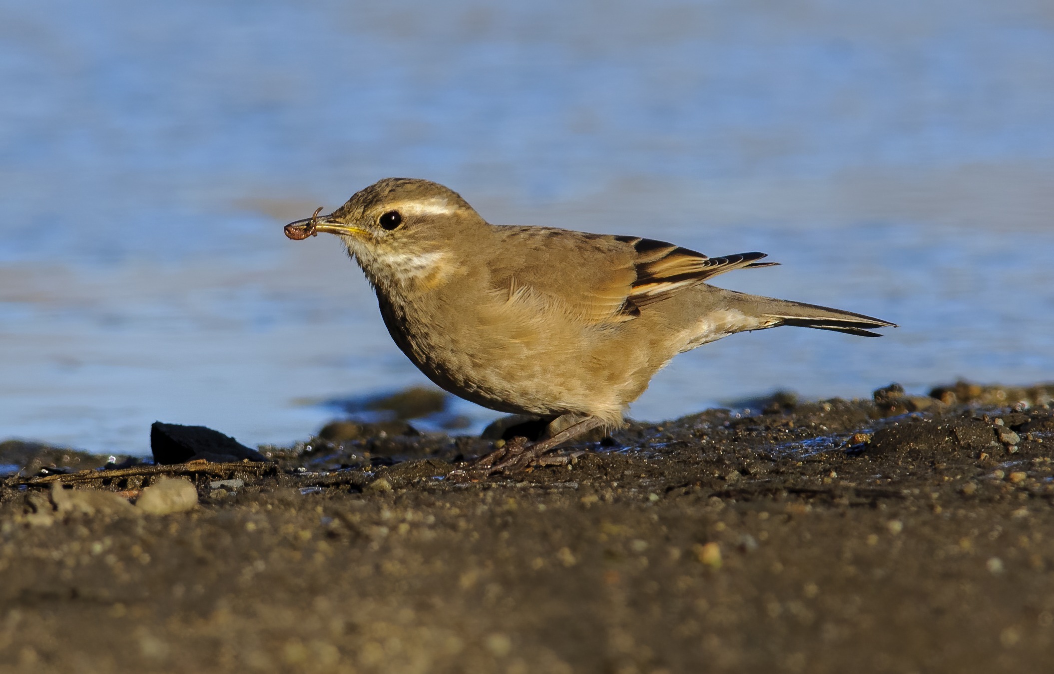 Buff-winged Cinclodes