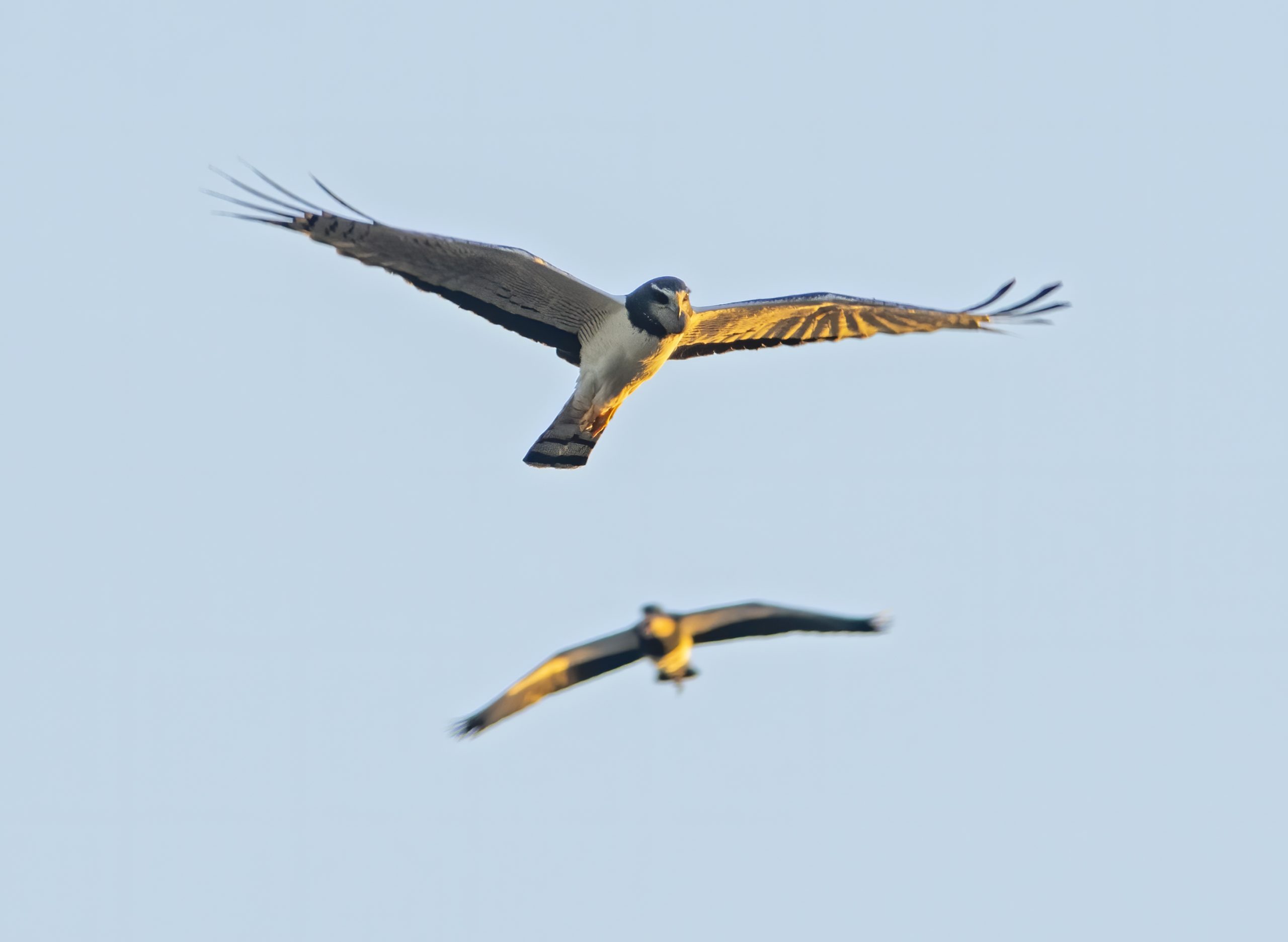 Long-winged Harrier