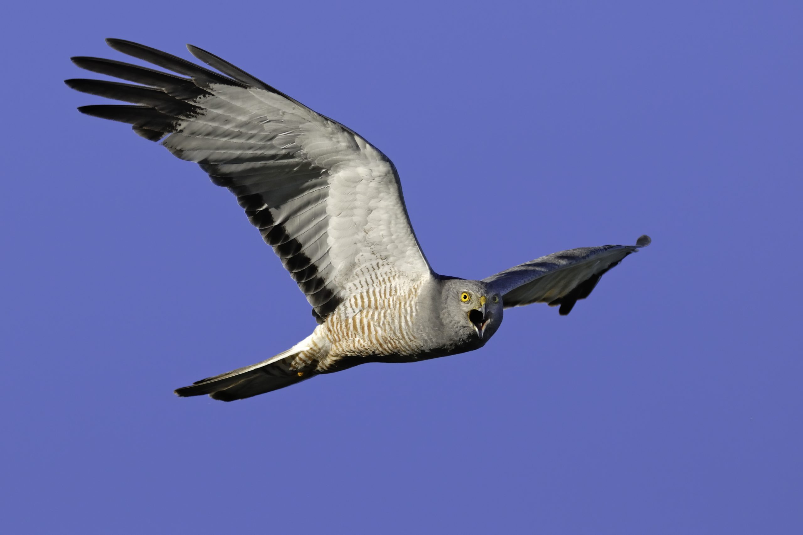 Cinereous Harrier