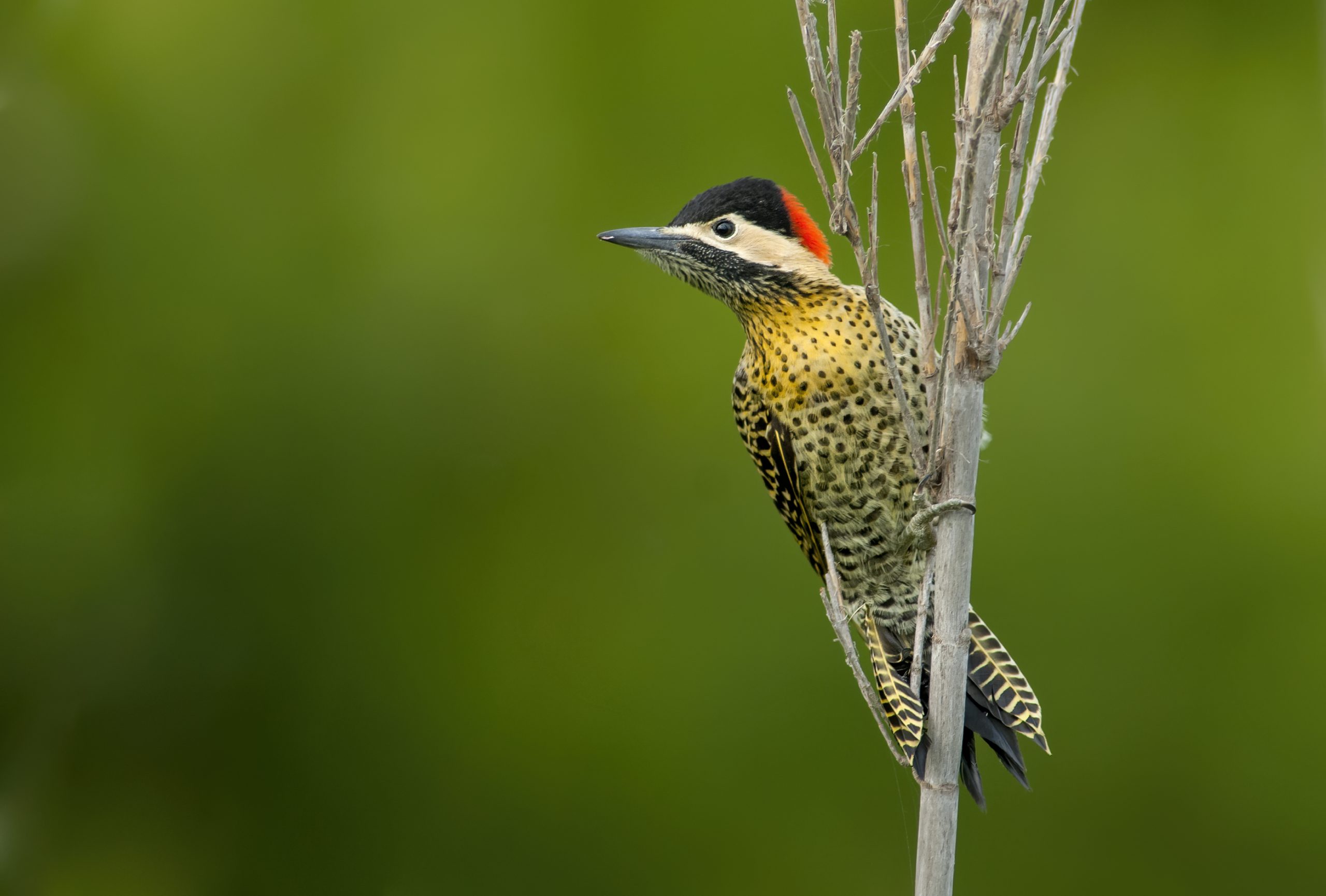 Green-barred Woodpecker